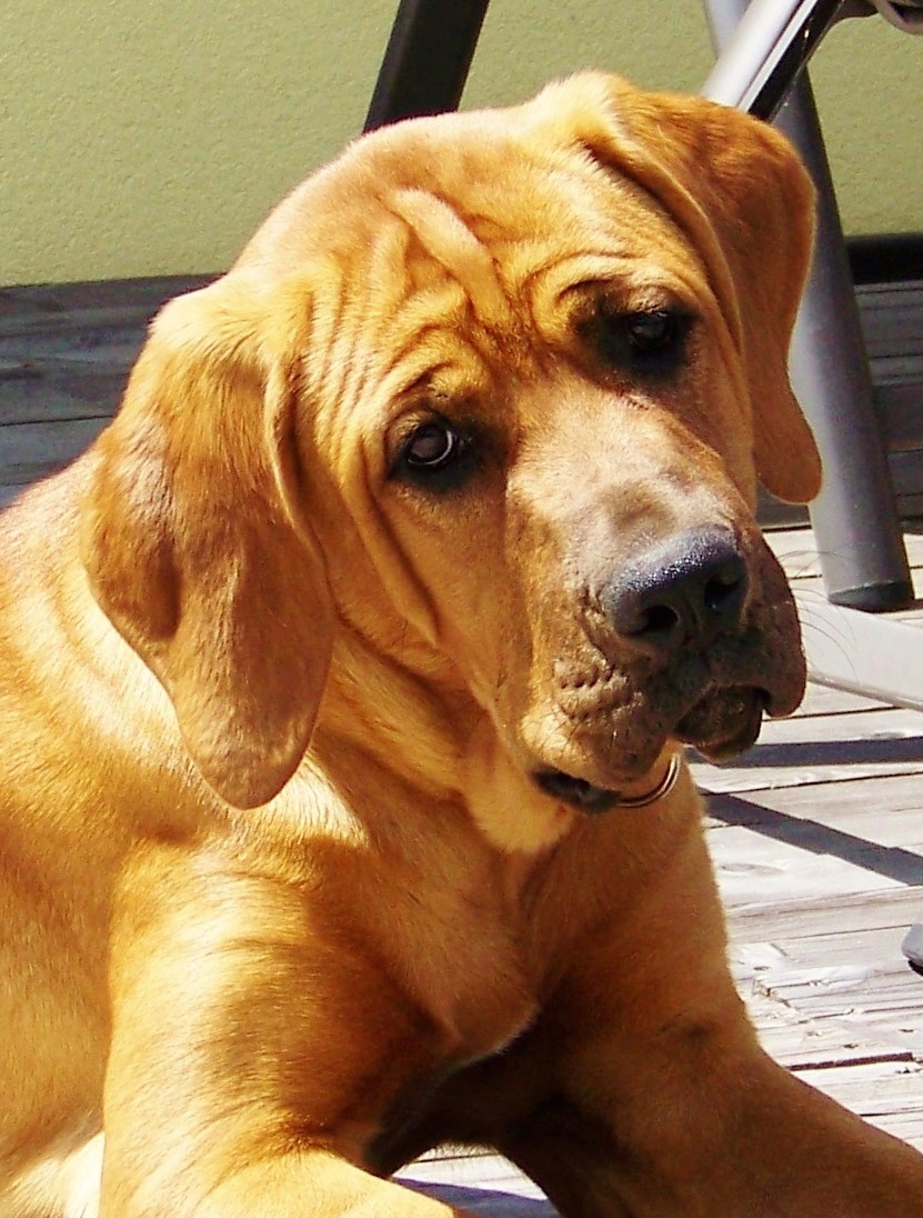 Chovatelská stanice plemene TOSA INU foto 2