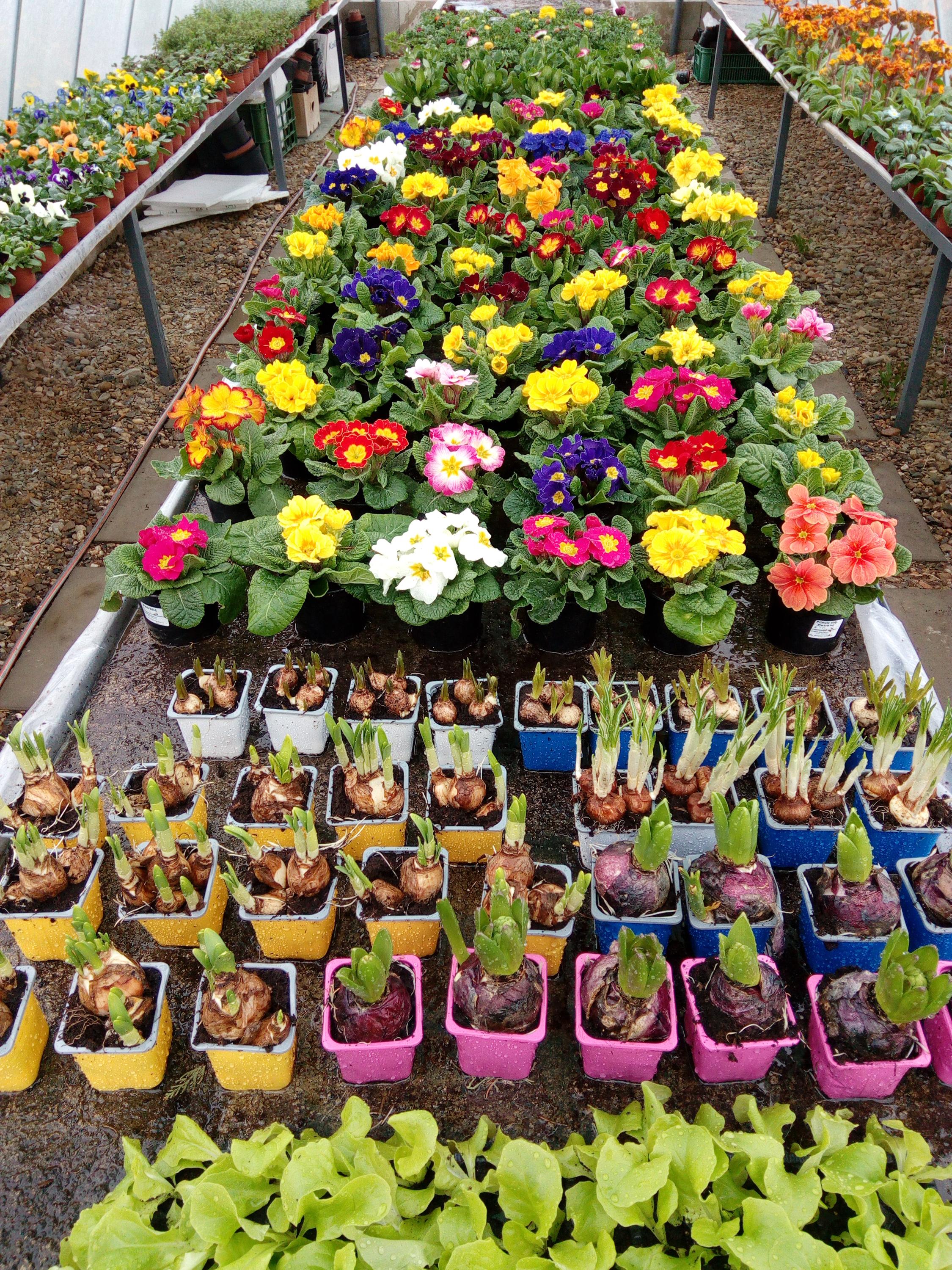 Zahradnictví Florana foto 3