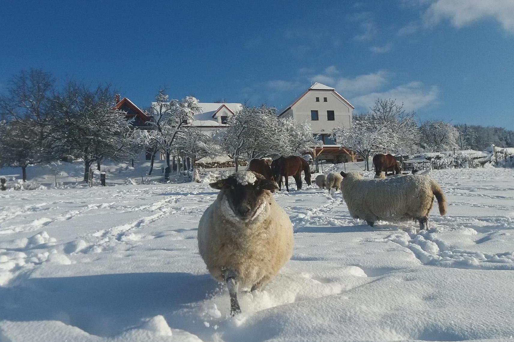 Agropenzion Řídký