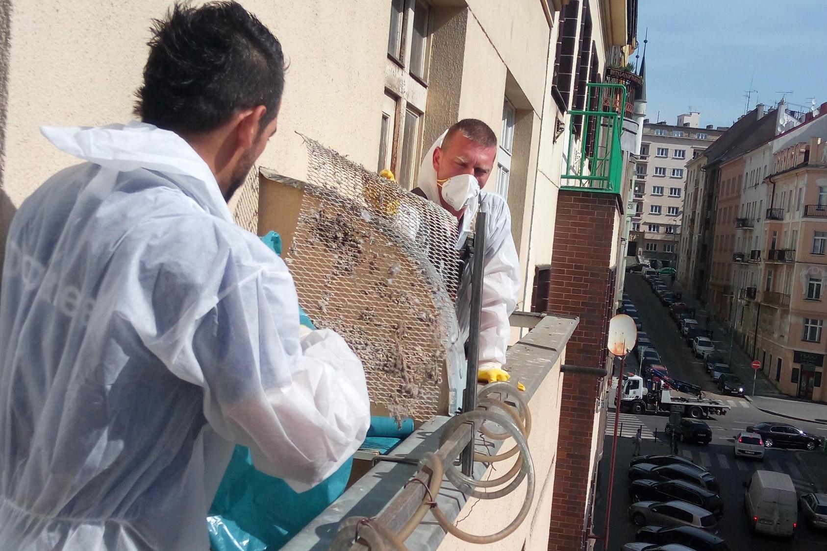 Úklid holubího trusu