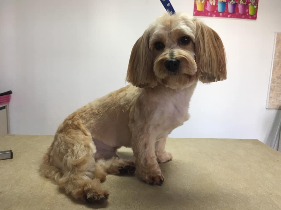 Stříhání psů Daniela