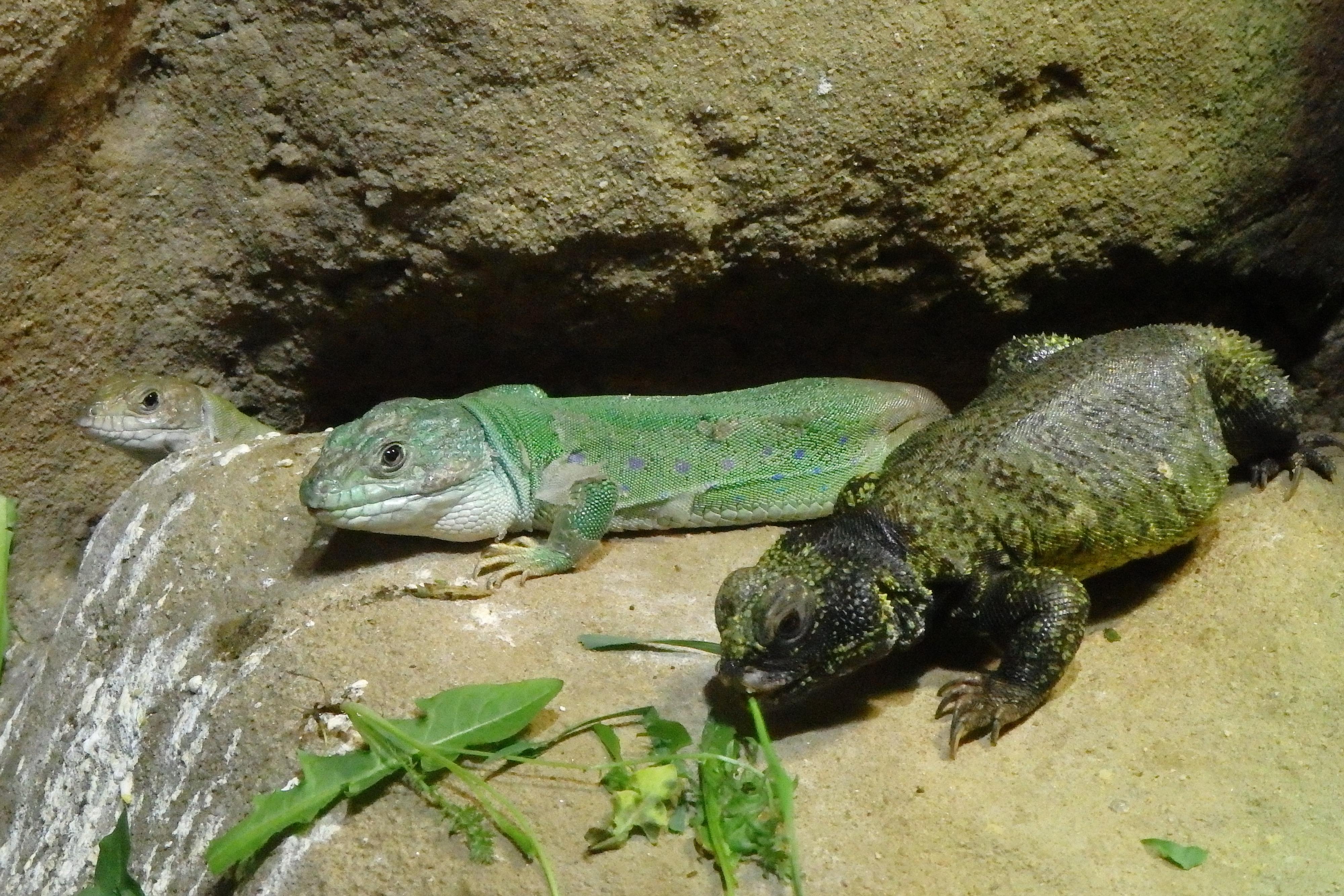 Akva Tera Zoo Plzeň foto 3