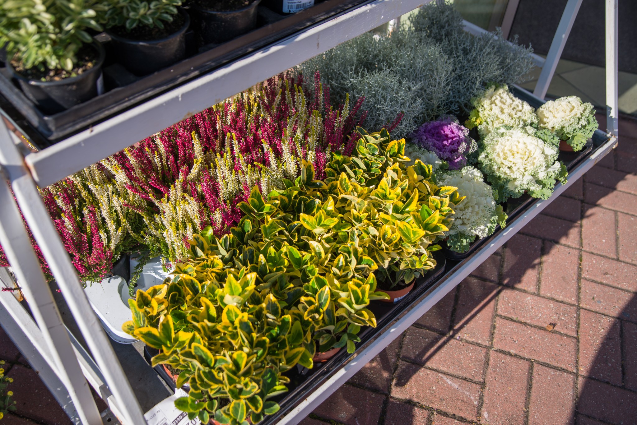 Flora centrum Mráz s.r.o. - Zahradní centrum Sedlec