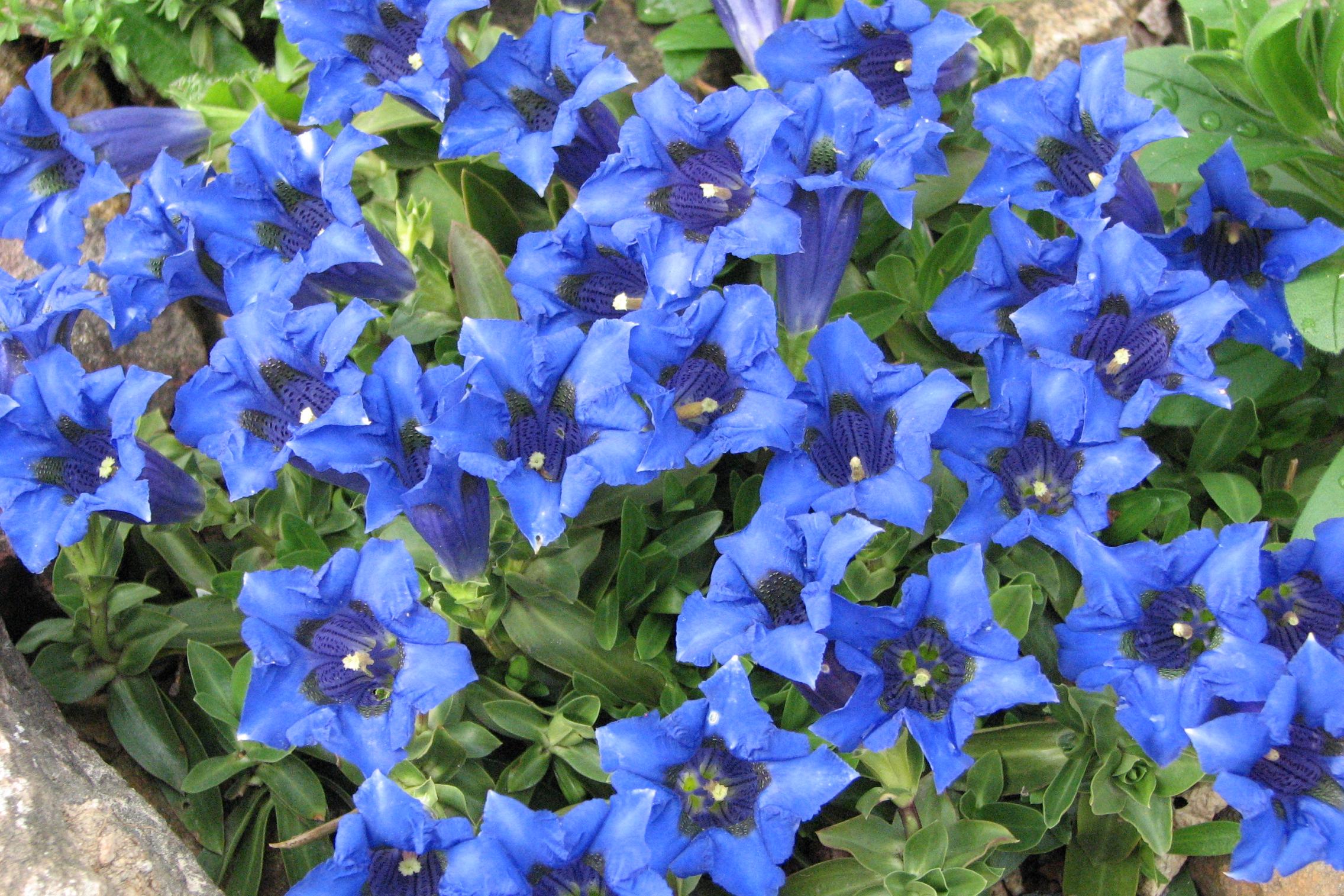 Trvalková školka Milan Antropius