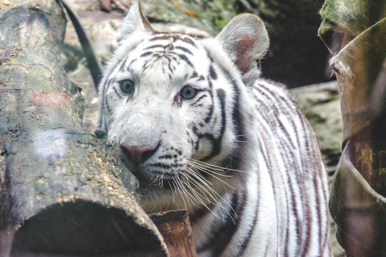 Zapůjčení permanentky do ZOO Liberec zdarma