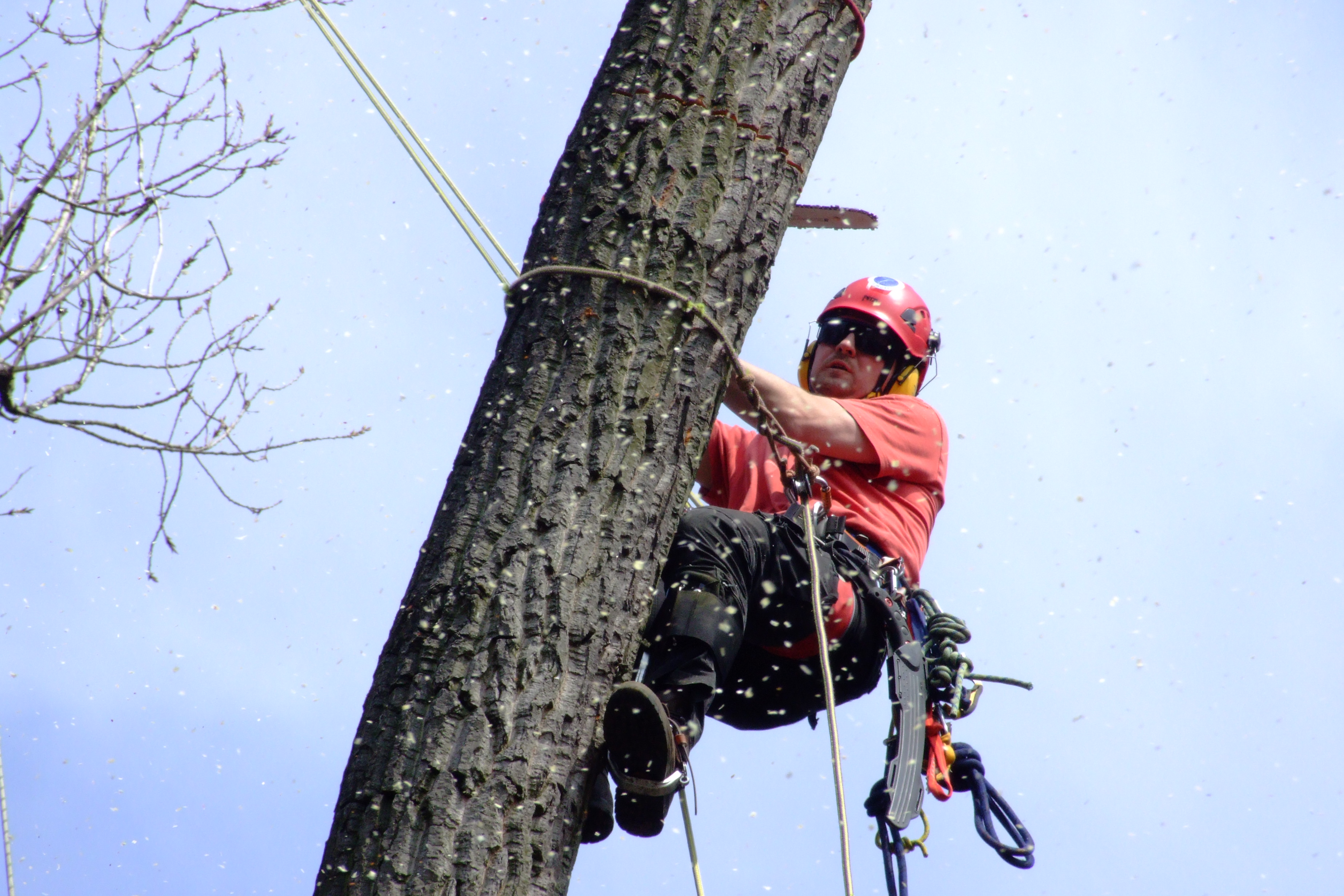 Arboristika Kohout foto 4