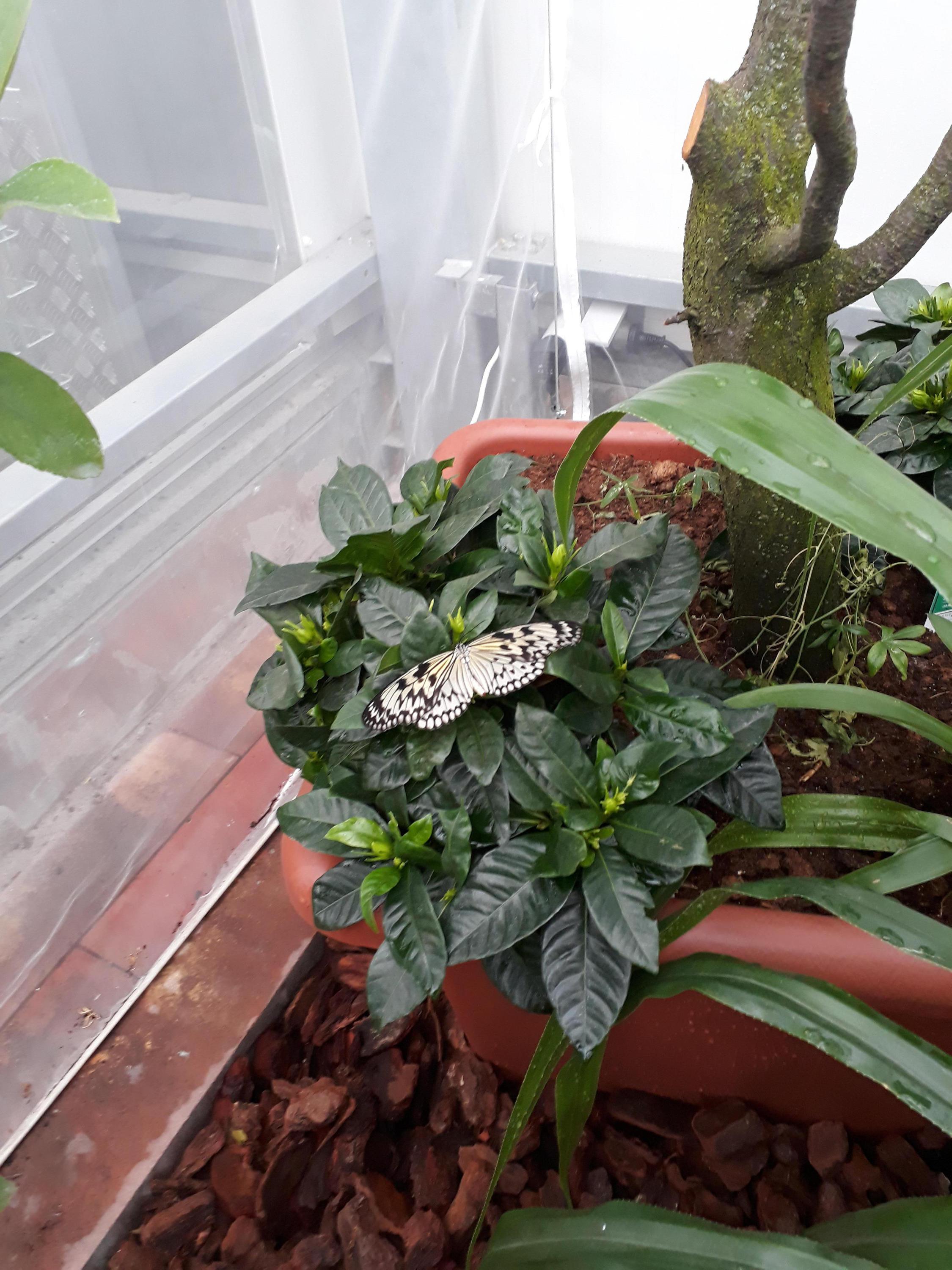 Zahradní centrum Florcenter Olomouc foto 4