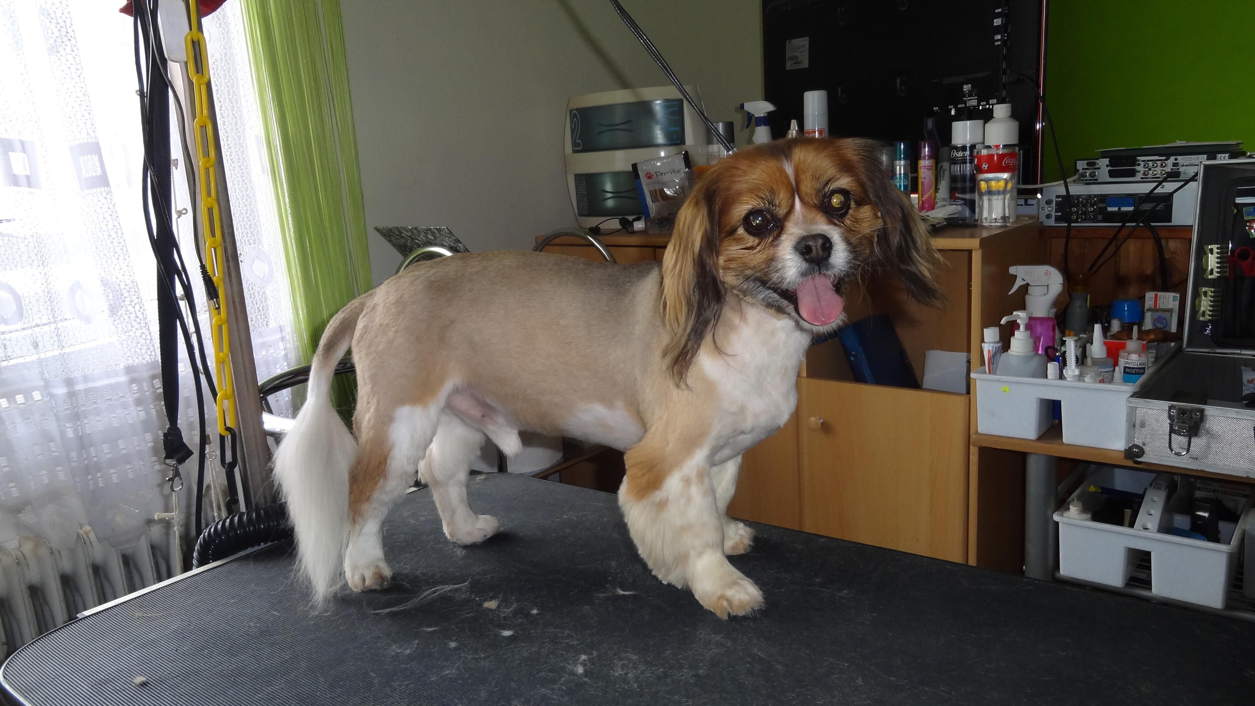 Kamila Senohrábková - Salon Bichon foto 4