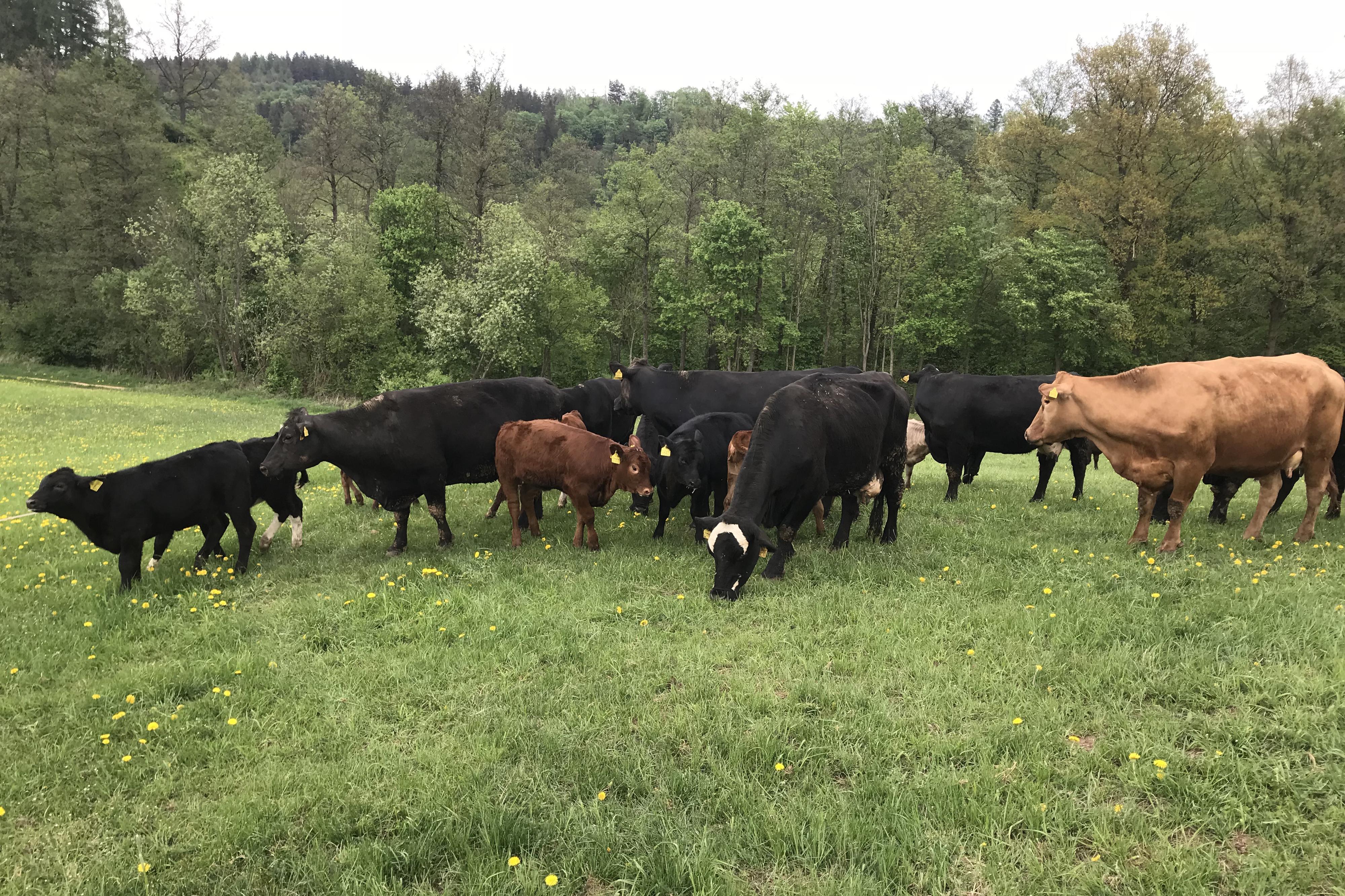 Farma Basařovi, s.r.o.