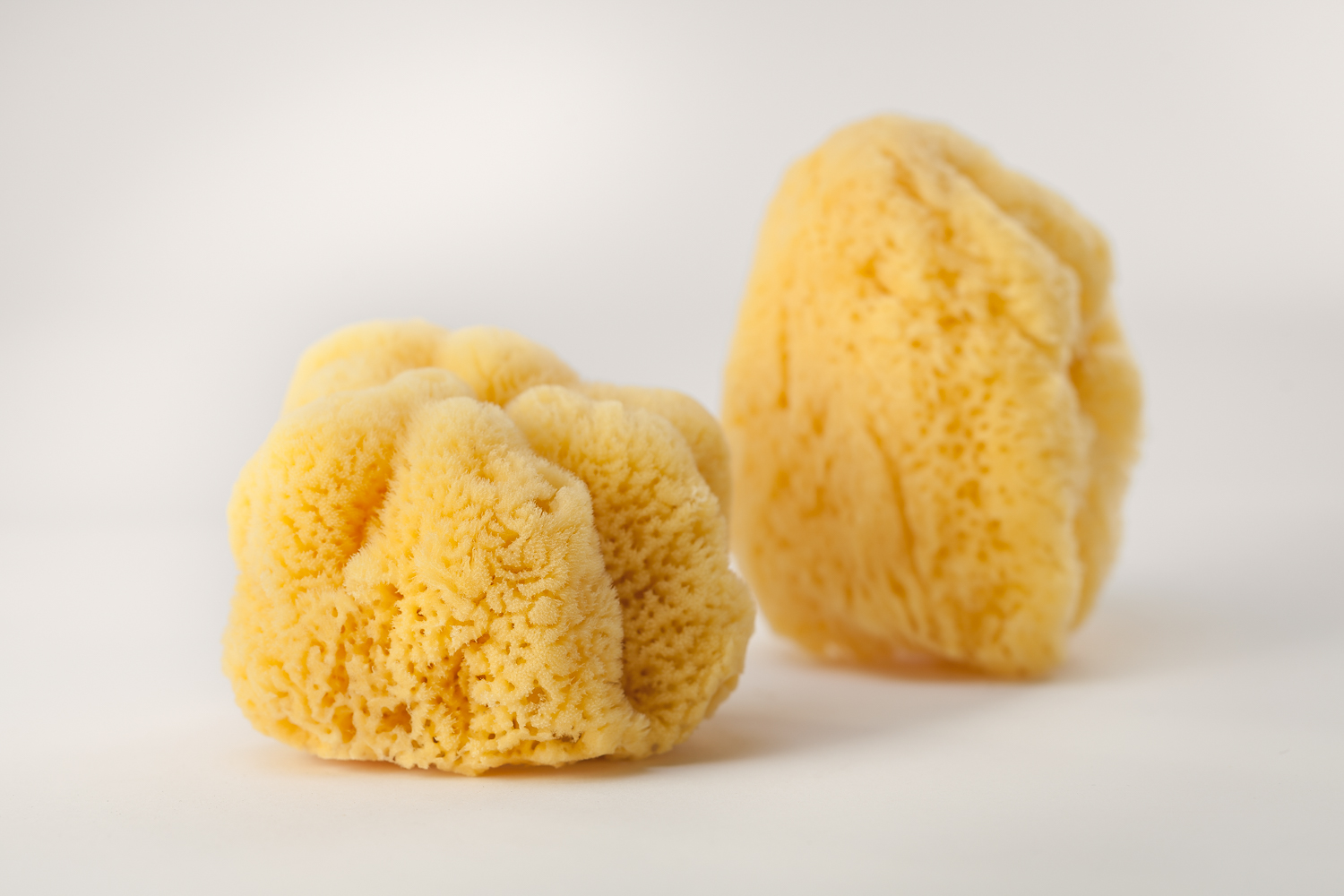 Artemis Sponges foto 6