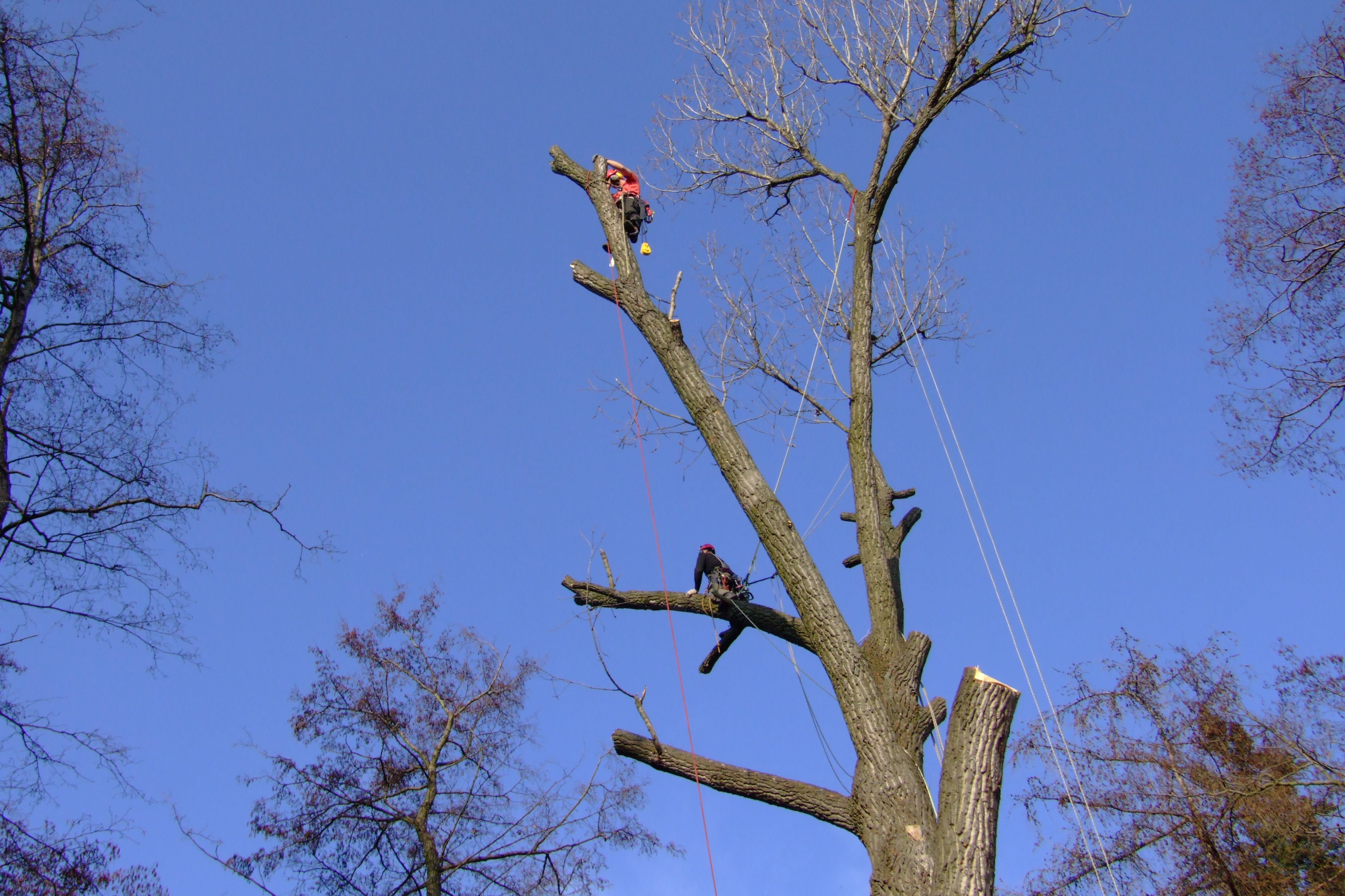 Arboristika Kohout foto 3