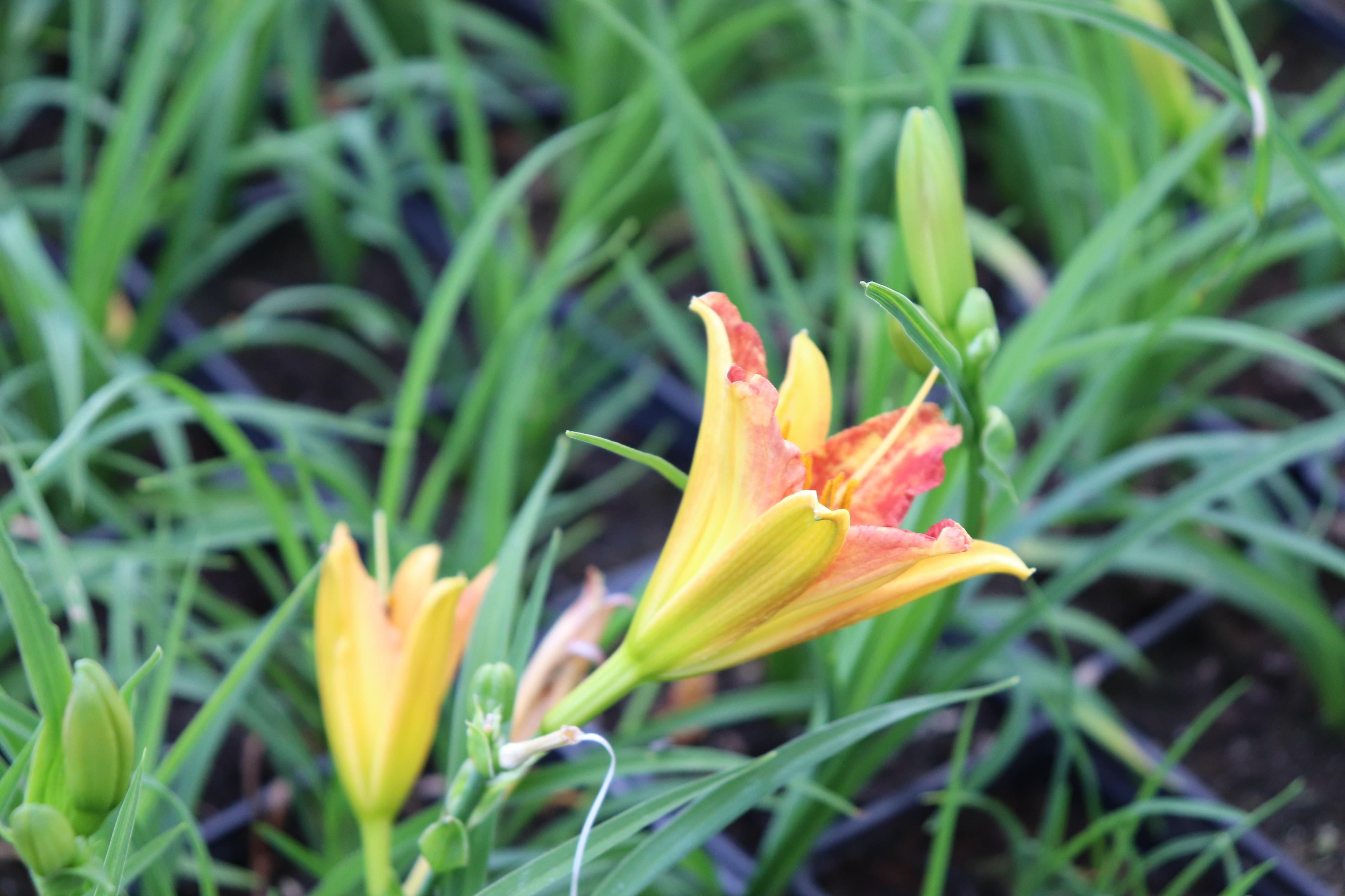 Trvalková školka Milan Antropius foto 4