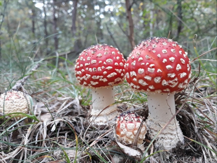 Chalupa U Smrku foto 3