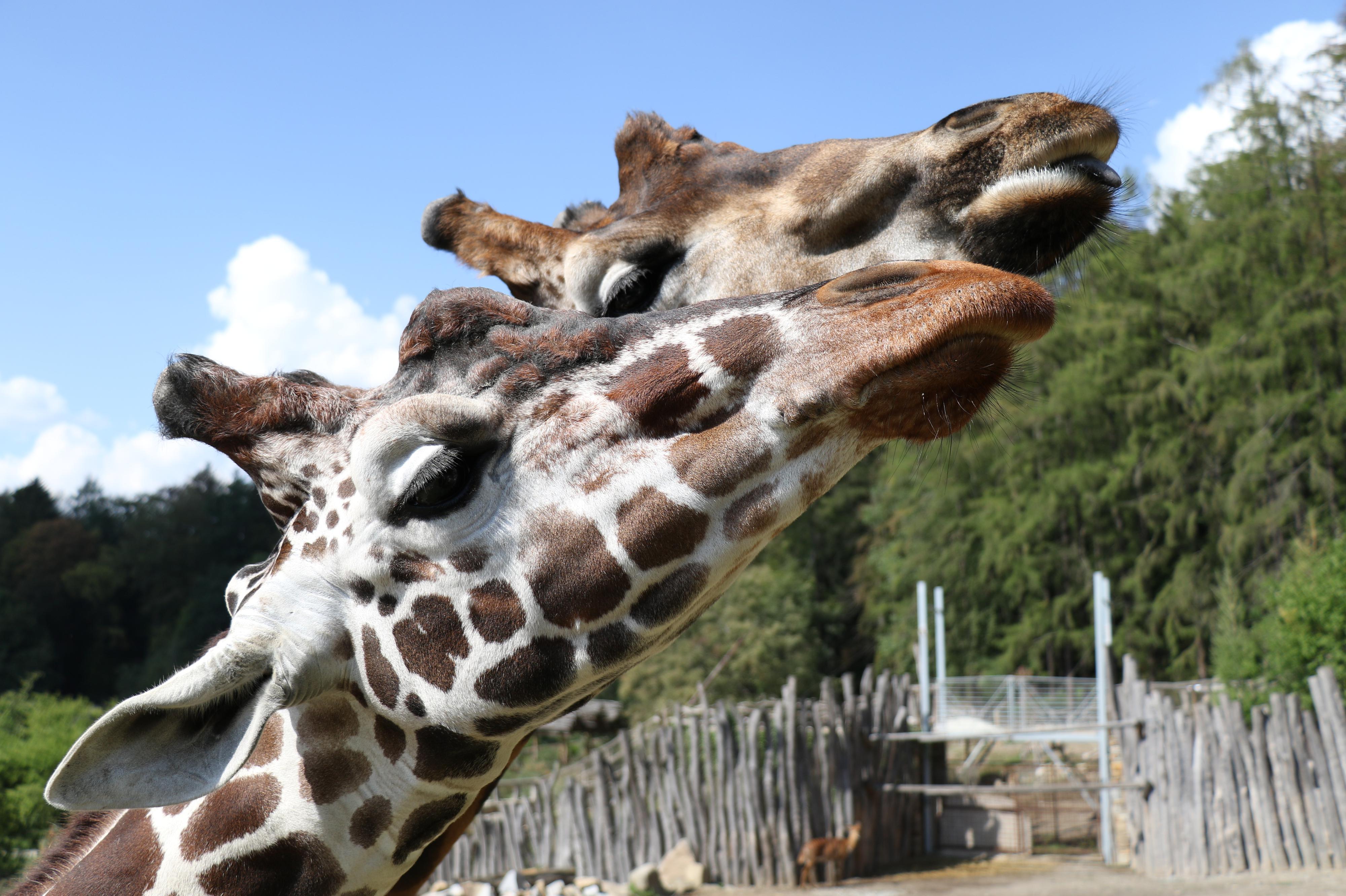 Zoo Jihlava foto 2