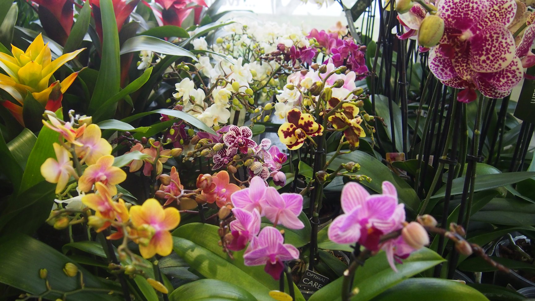 Zahradní centrum "Strakovo" s.r.o. foto 5