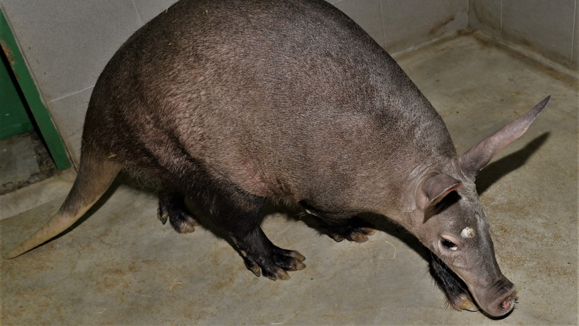 Genomia foto 6