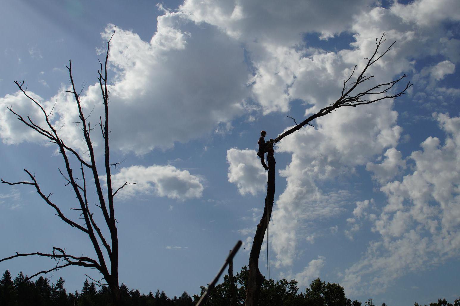 František Richter - kácení-frézování