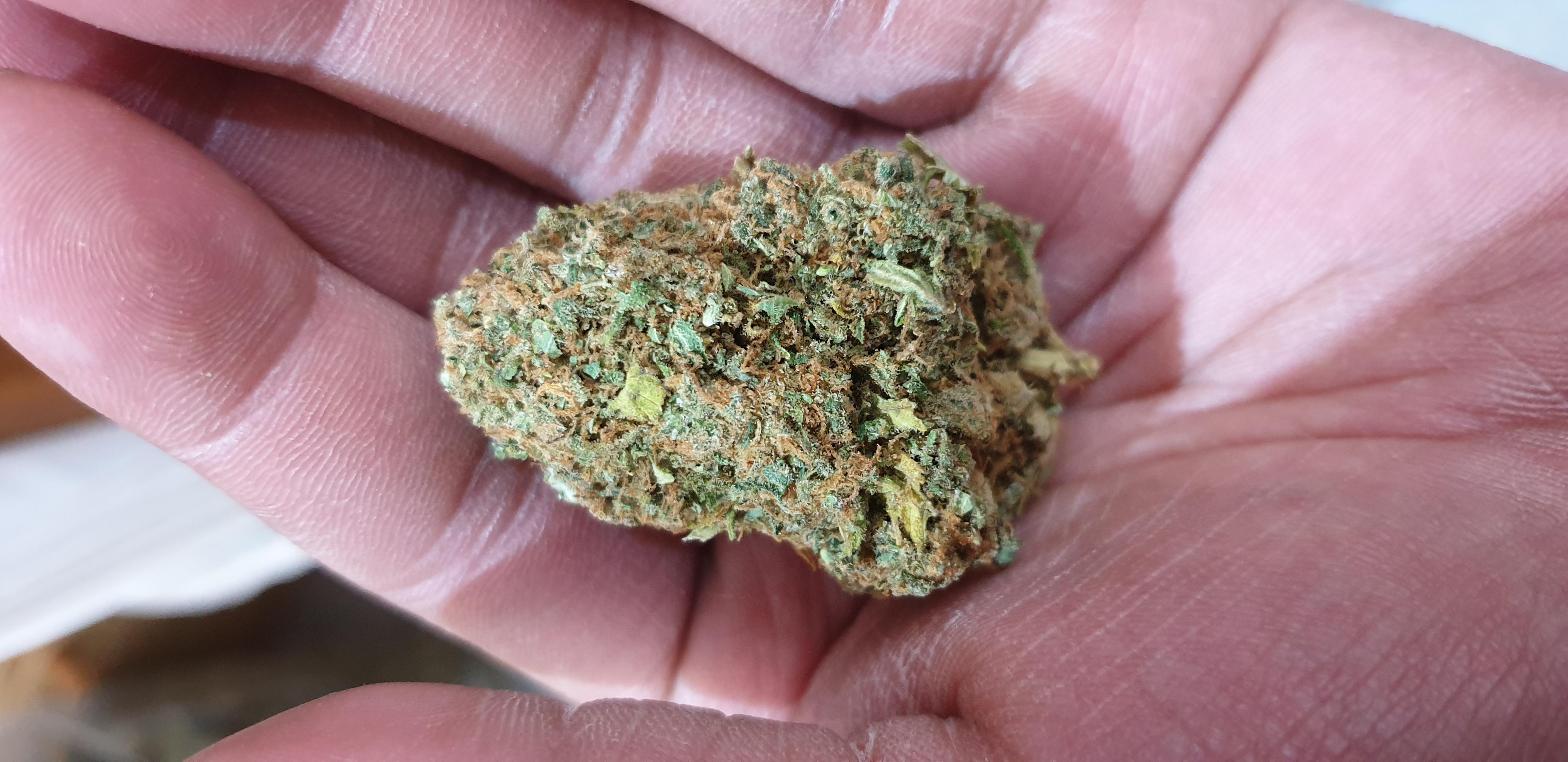 Weed Shop foto 5