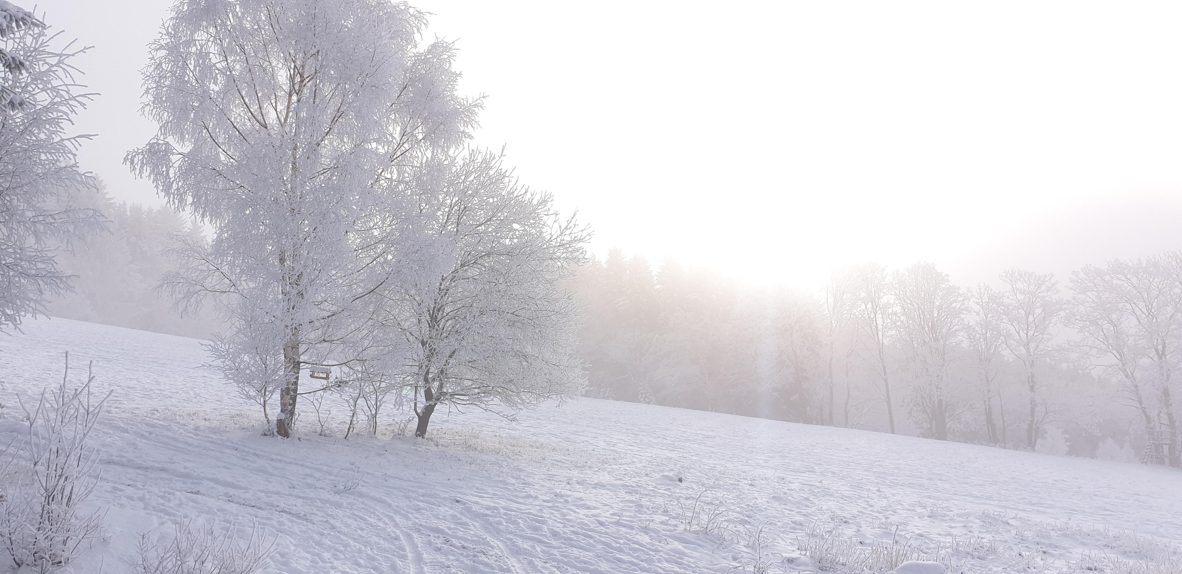 Roubenka pod lesem foto 2