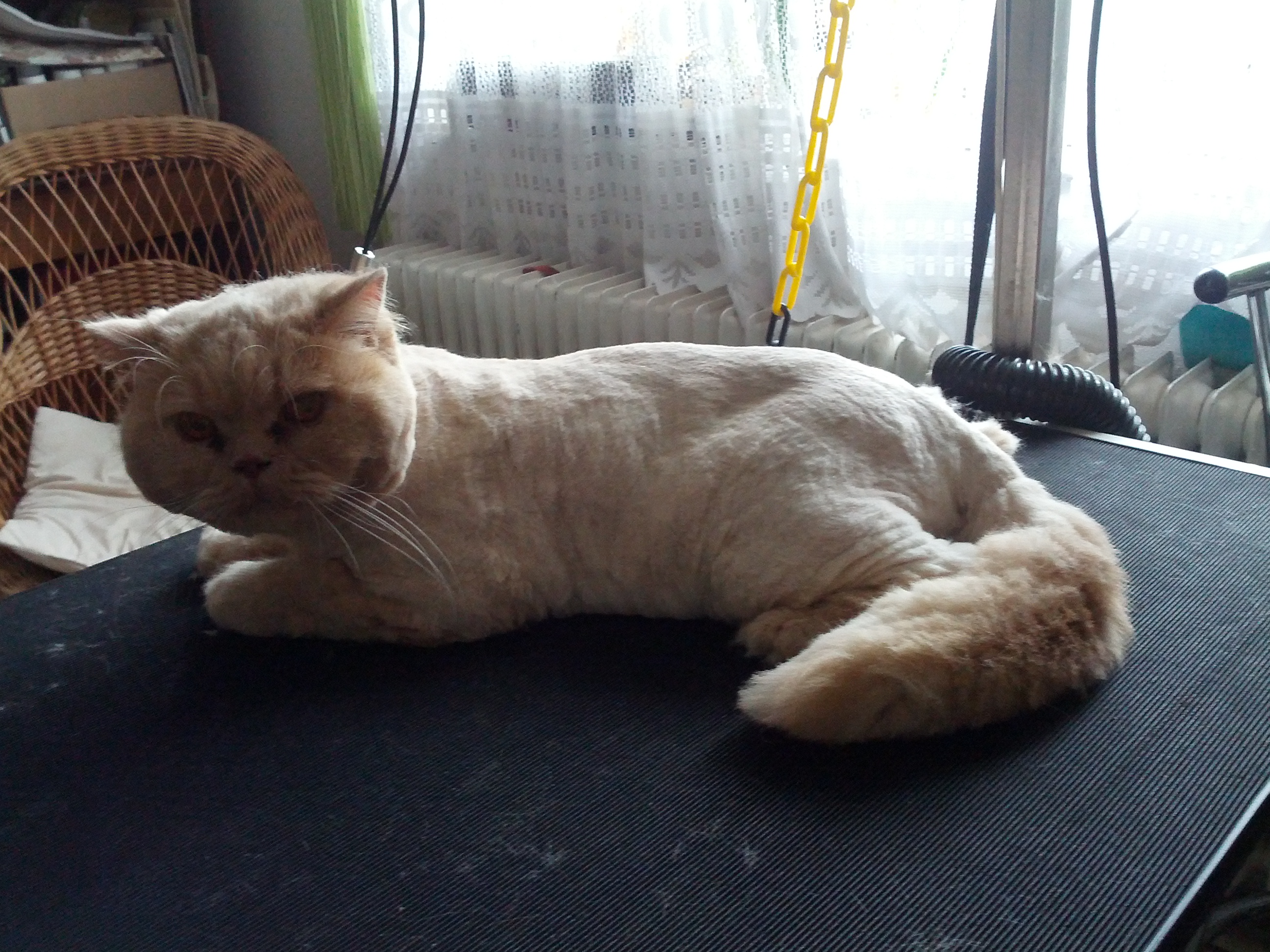 Kamila Senohrábková - Salon Bichon foto 2