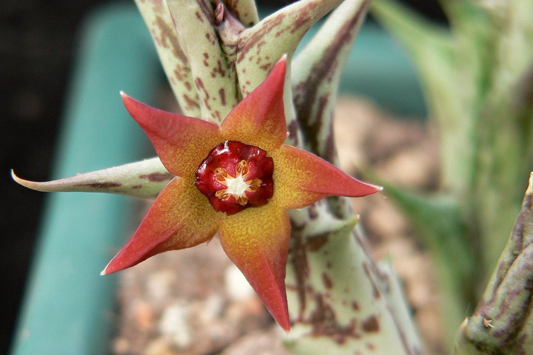 Sekce pěstitelů sukulentů, z.s.