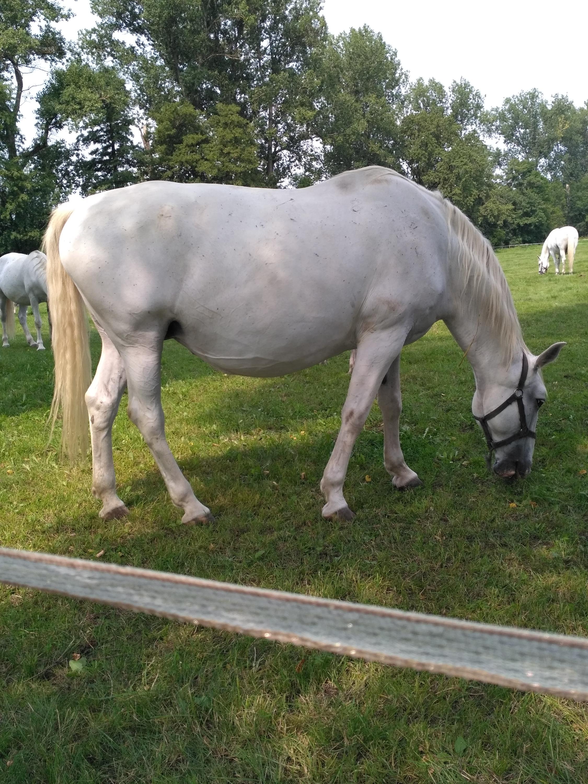 Jezdecká stáj Přeskaky foto 6