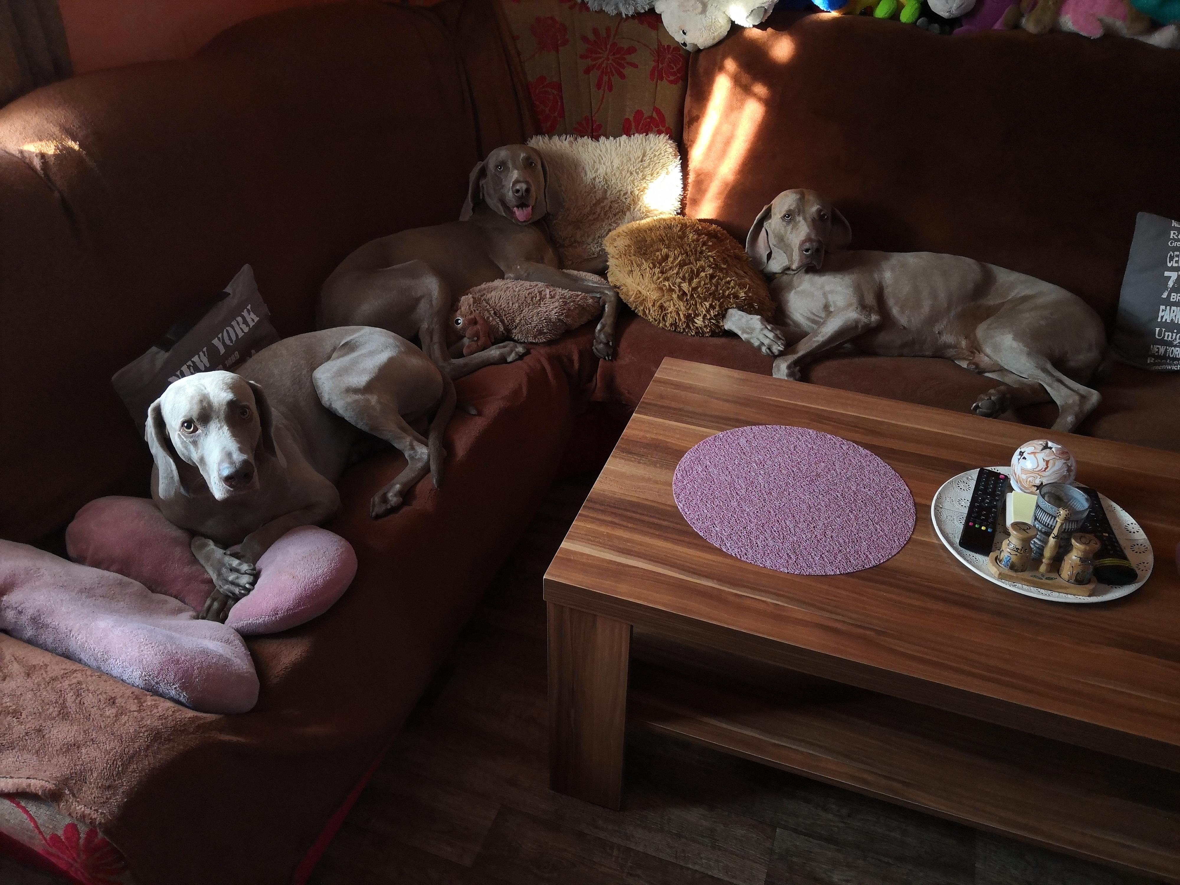 DOG'S SERVICE® foto 5