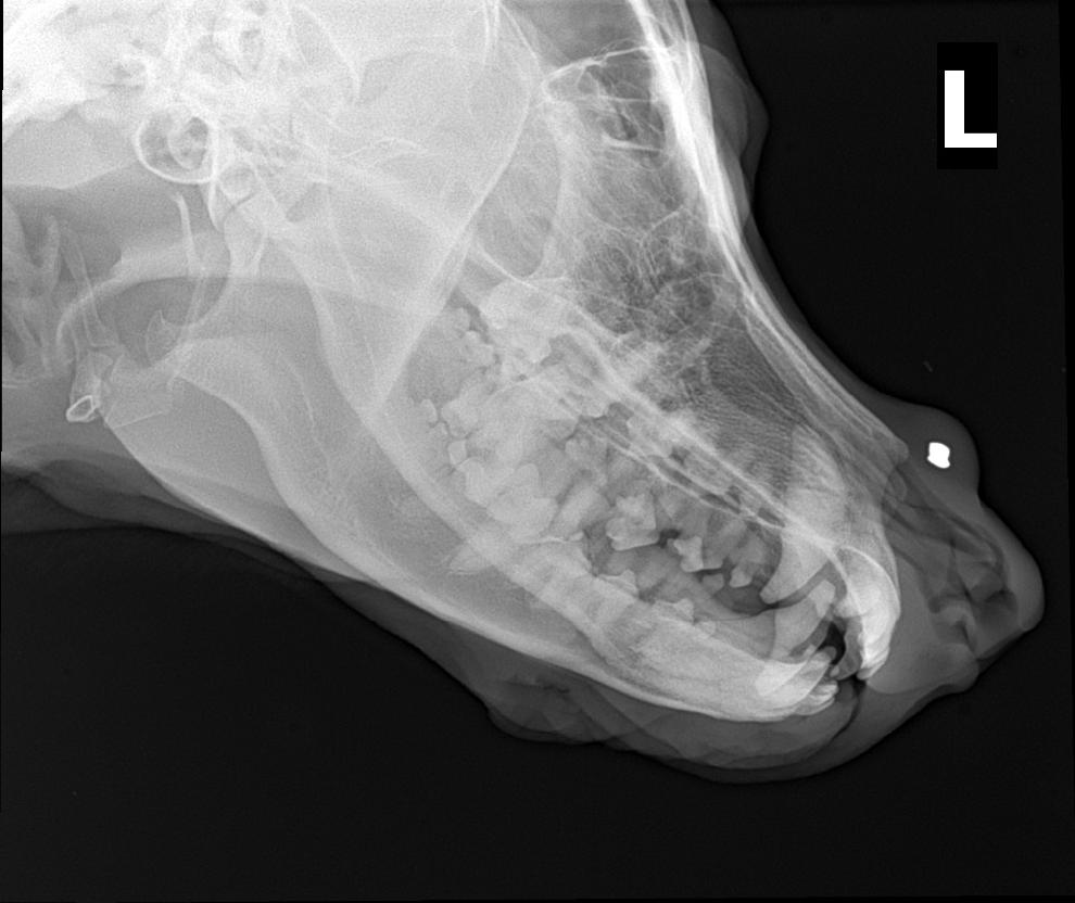Veterinární klinika LIFE, s.r.o. foto 3