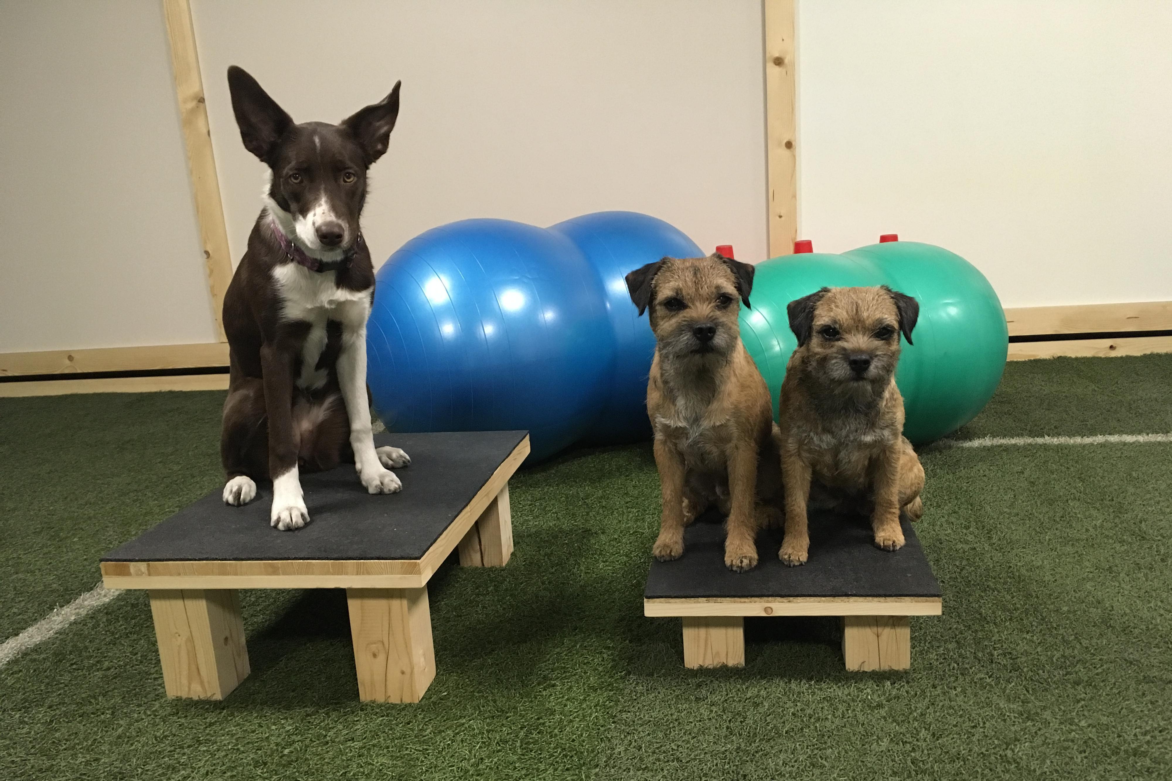 Psí centrum Wellpess