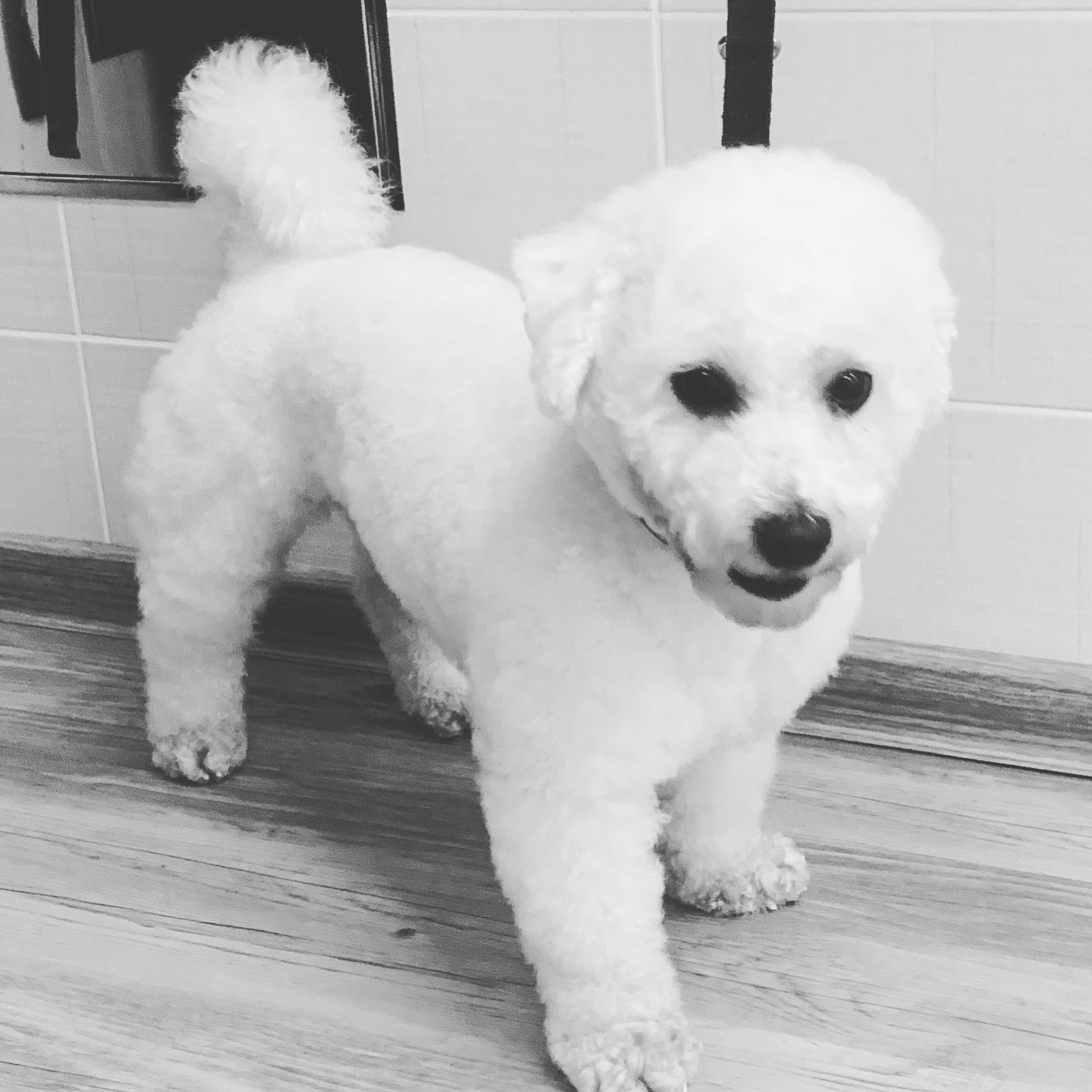 Psí salon Archie foto 4