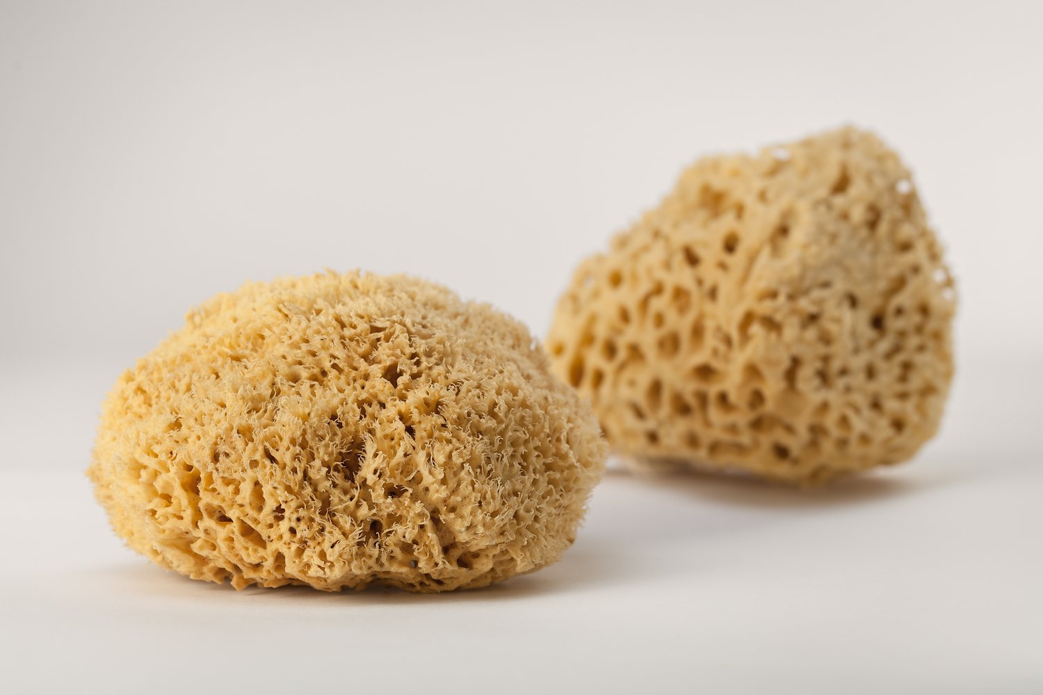 Artemis Sponges foto 2