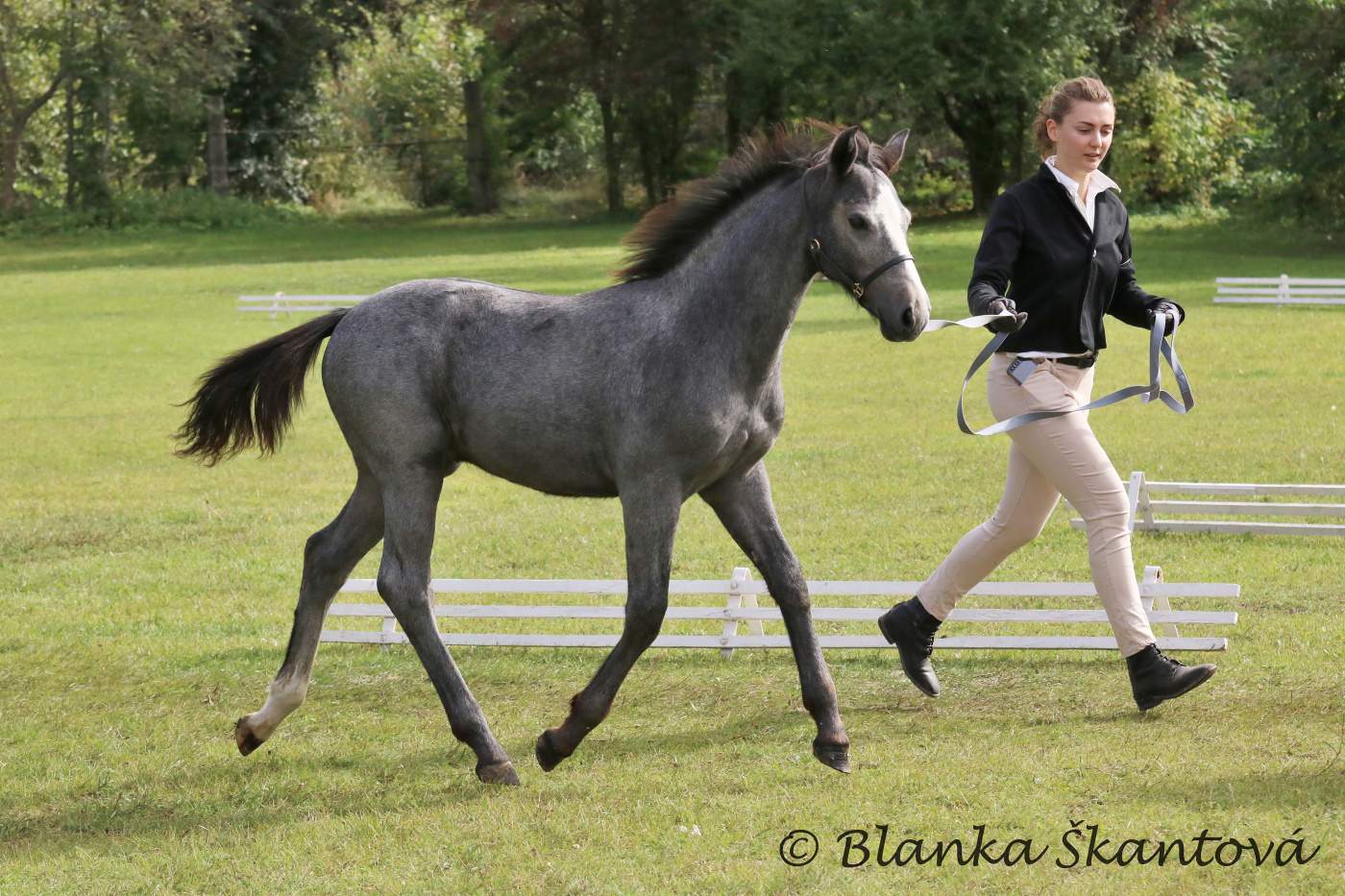 Diamond Czech Pony foto 4
