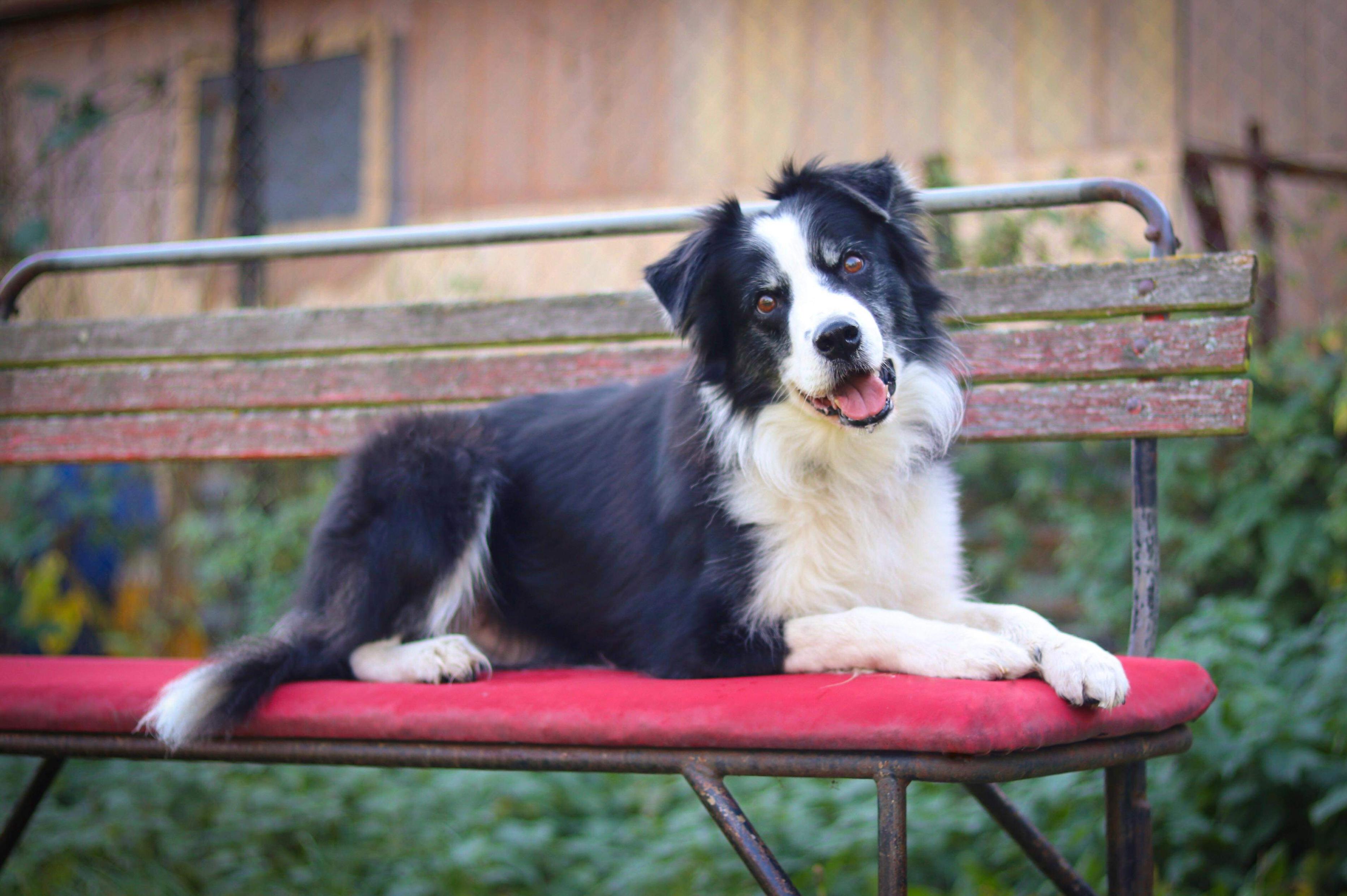 Výcvikárna, z.s. - psí škola