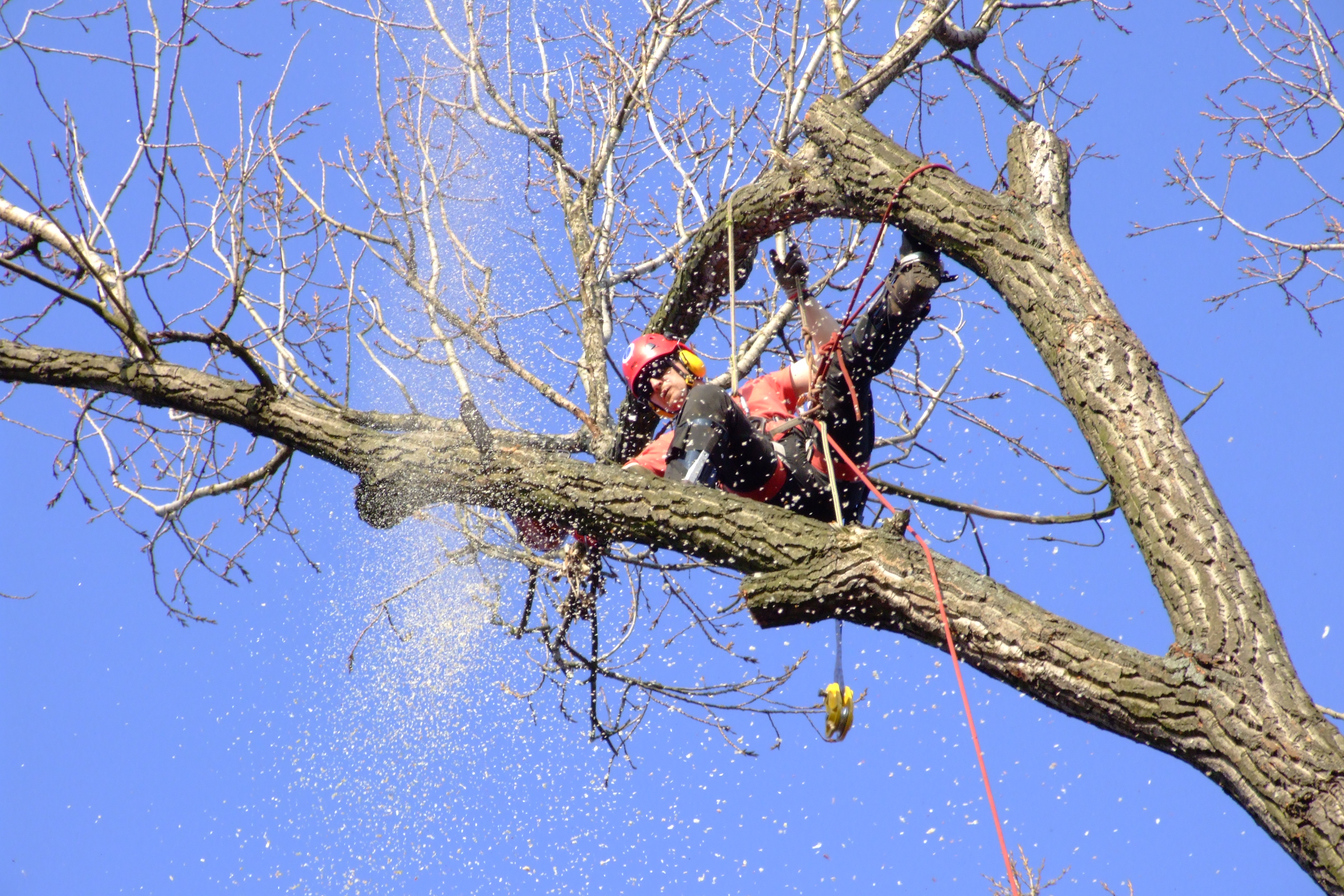 Arboristika Kohout foto 4