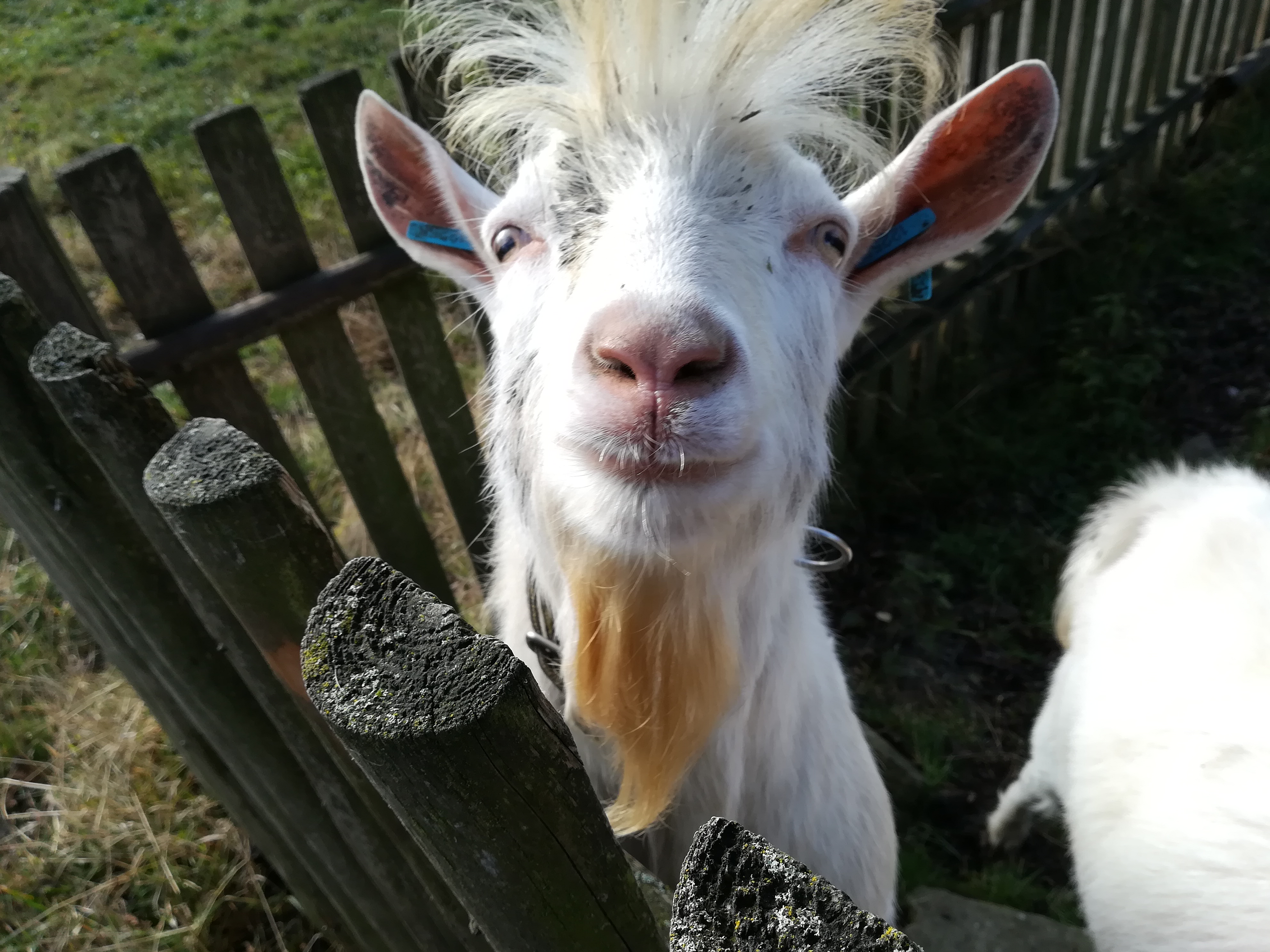 Kozí farma Žofín foto 6