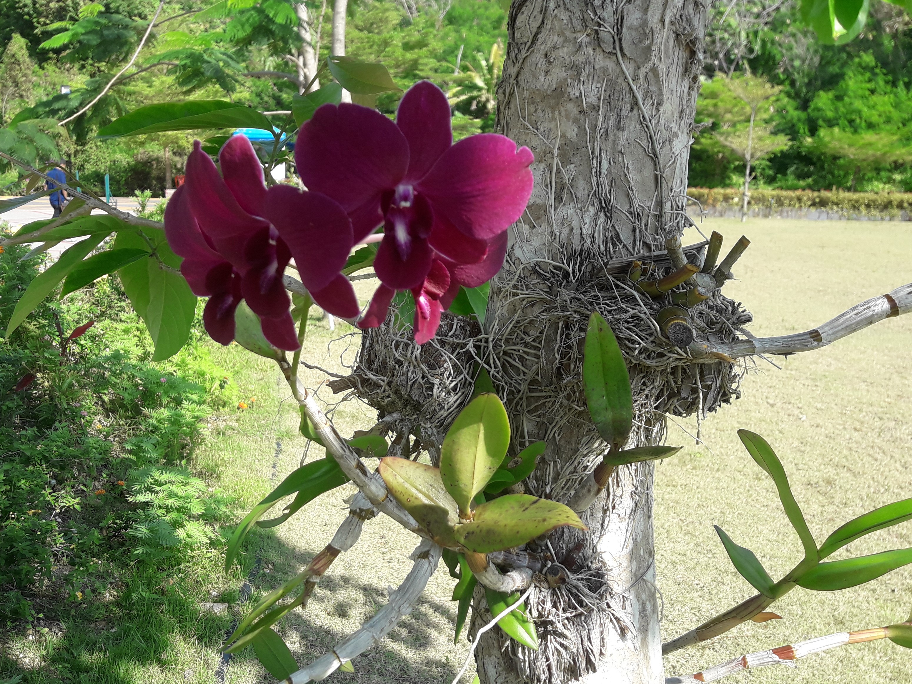 Cestovní agentura ORCHIDEA - Hana Hašková foto 3