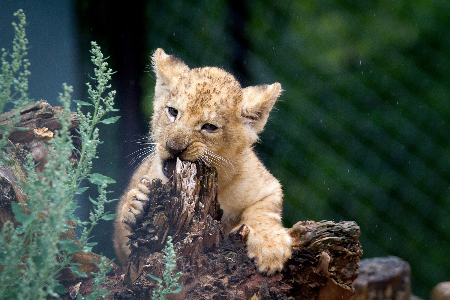 Safari Park Dvůr Králové foto 4