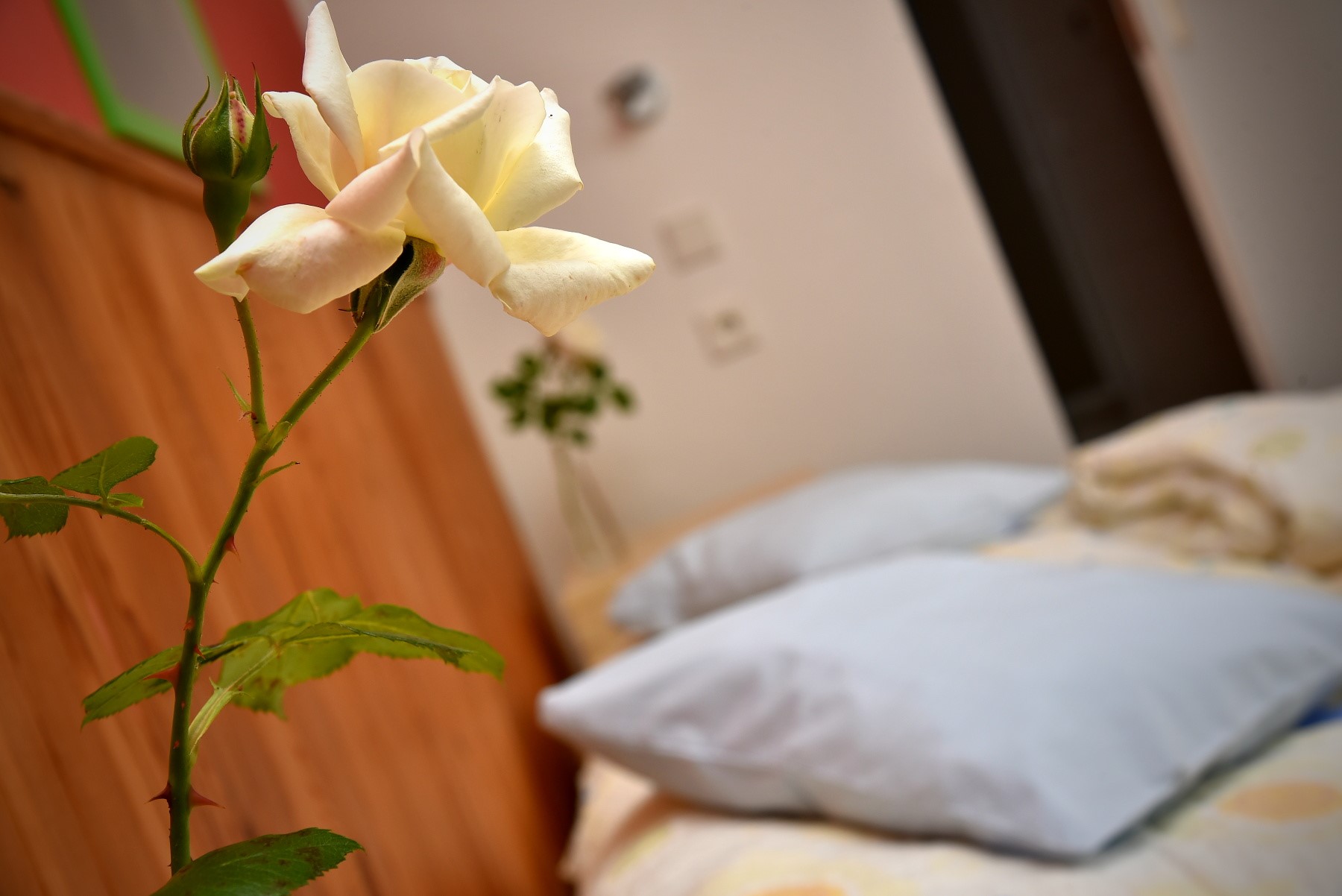 Penzion Slunečnice foto 3