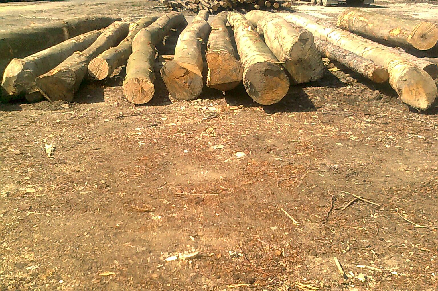 Lesnická kancelář Ilex s.r.o.