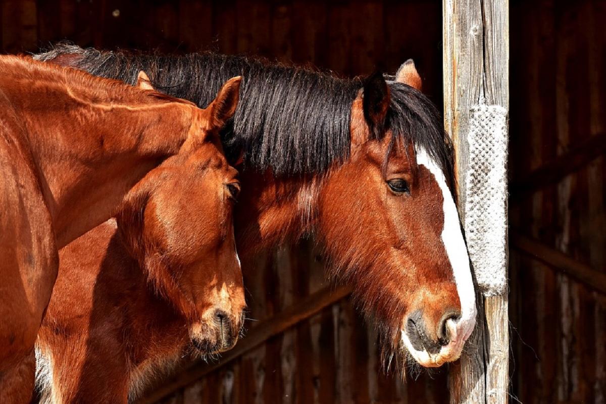 Jezdecké a chovatelské potřeby Pro Animal