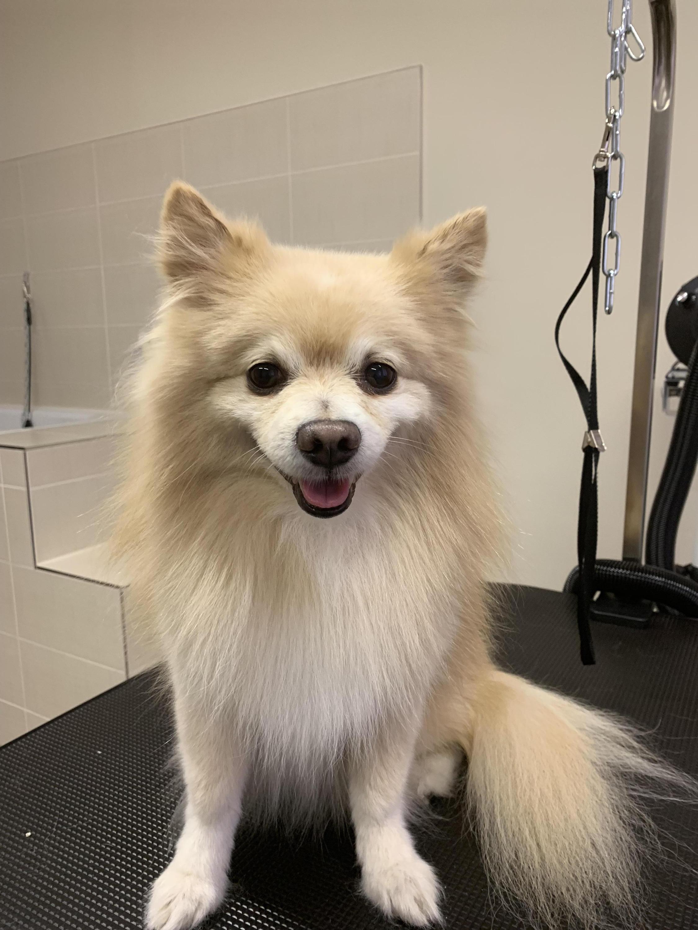 Psí salon Archie foto 5