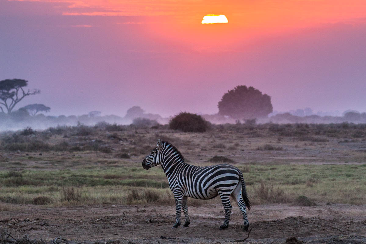 CA AWAY  - Olga Šilhová