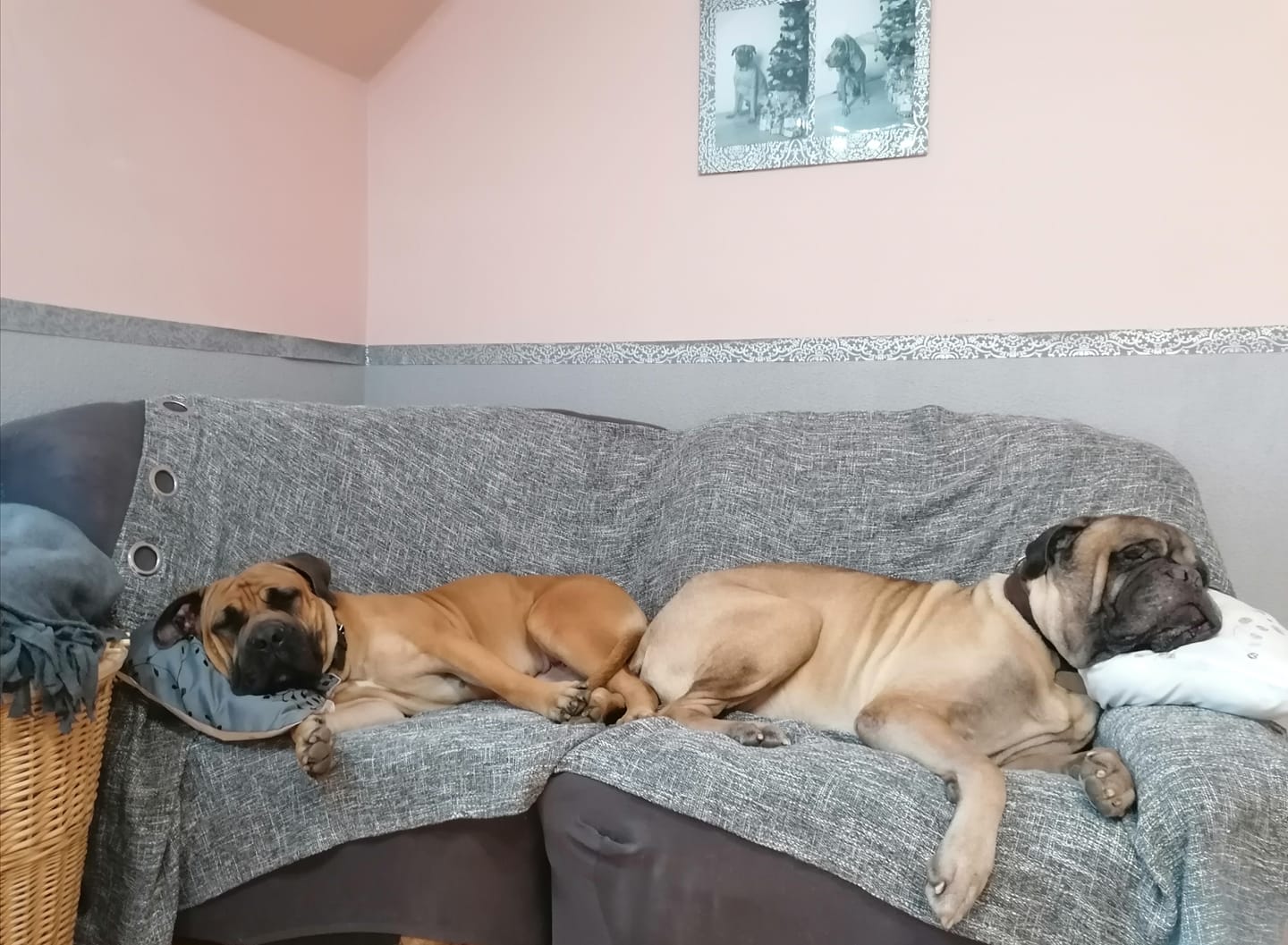 Hotel a školka pro psy Dalmond foto 4