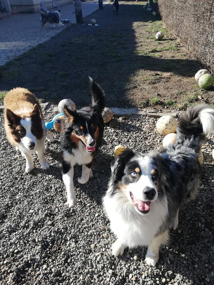 Hotel a školka pro psy Dalmond foto 3