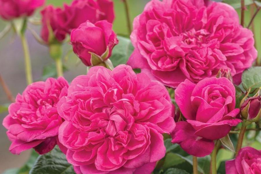 Jsme výhradní dovozce anglických růží David Austin