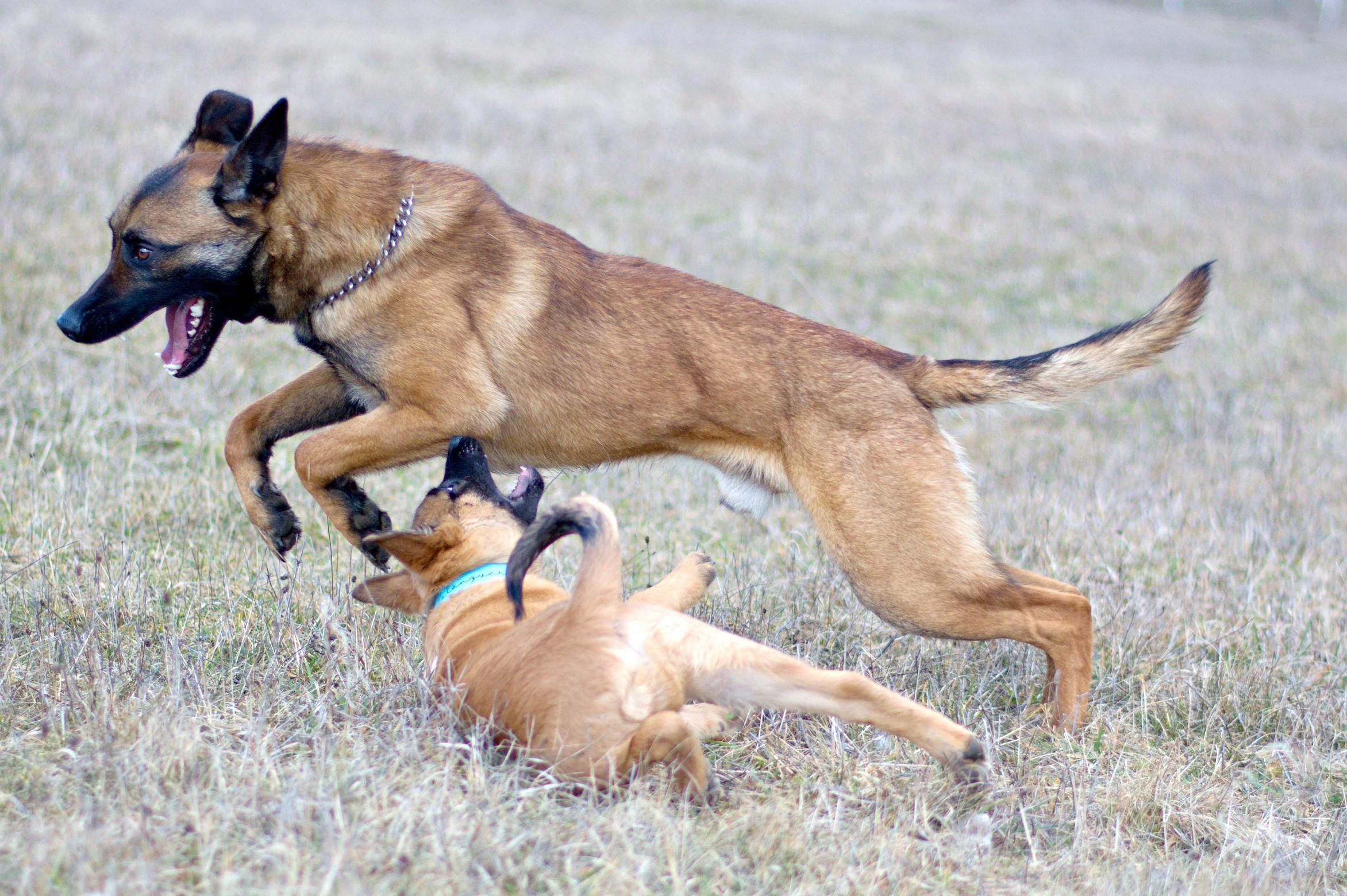 Petra Vetchá - Malanzvers