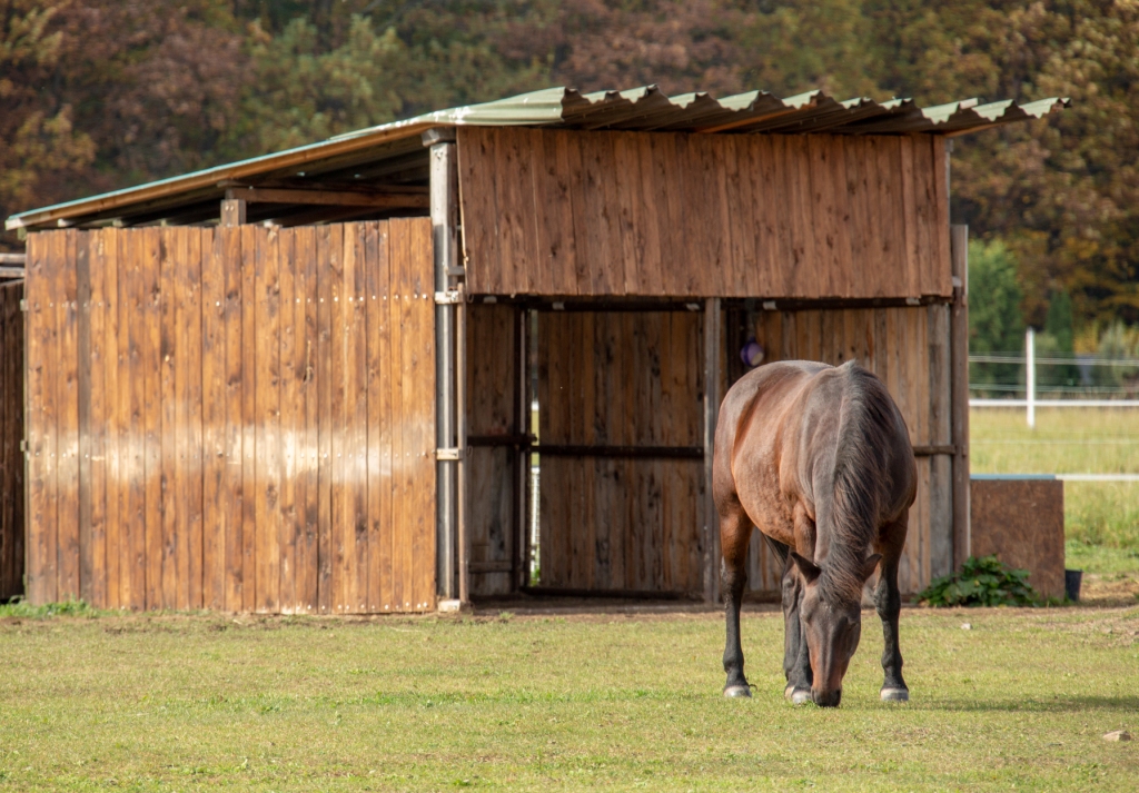 Jezdecký areál Míšánek z.s. foto 4