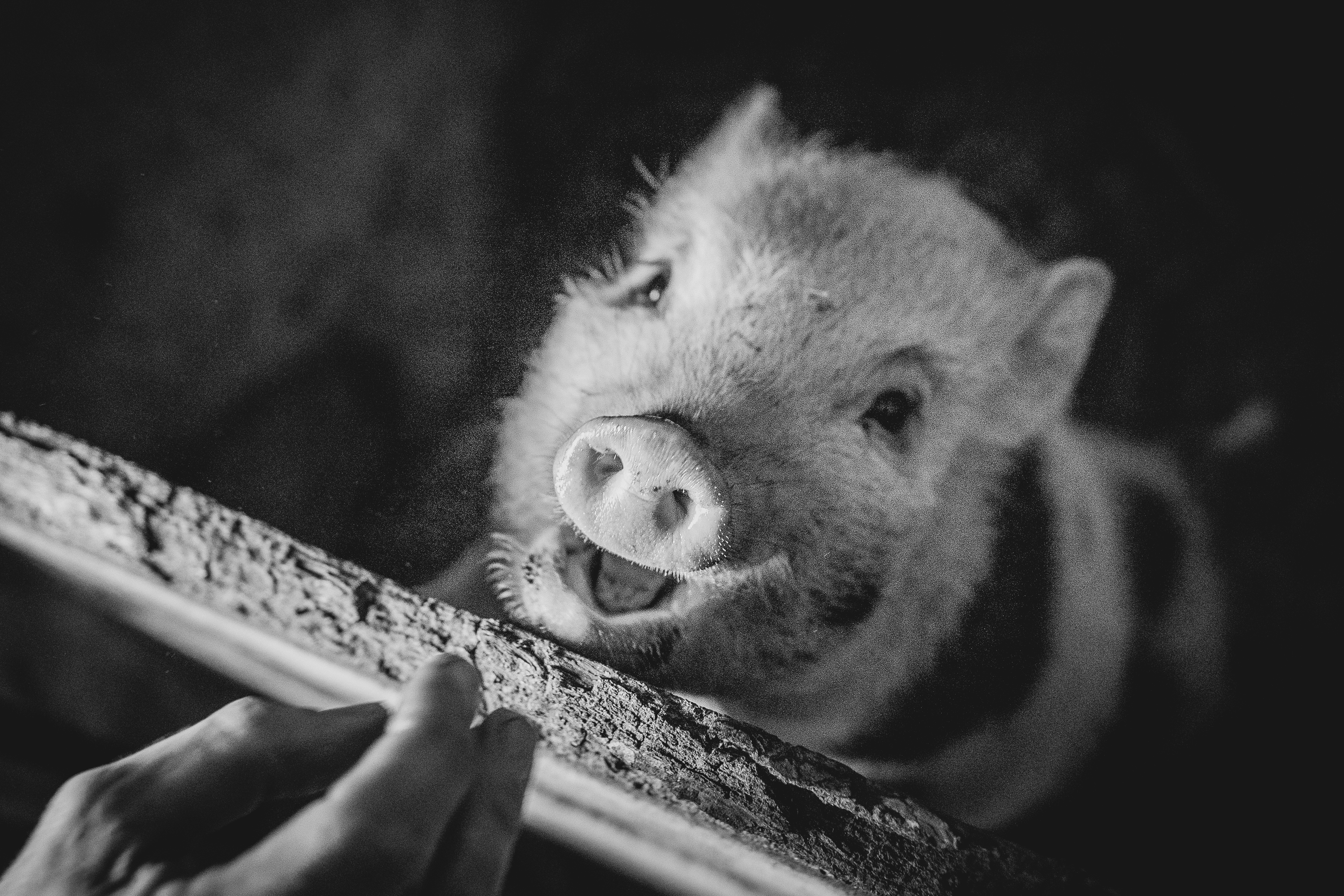 SELSKÝ DOMEK ubytování s WELLNESS foto 3