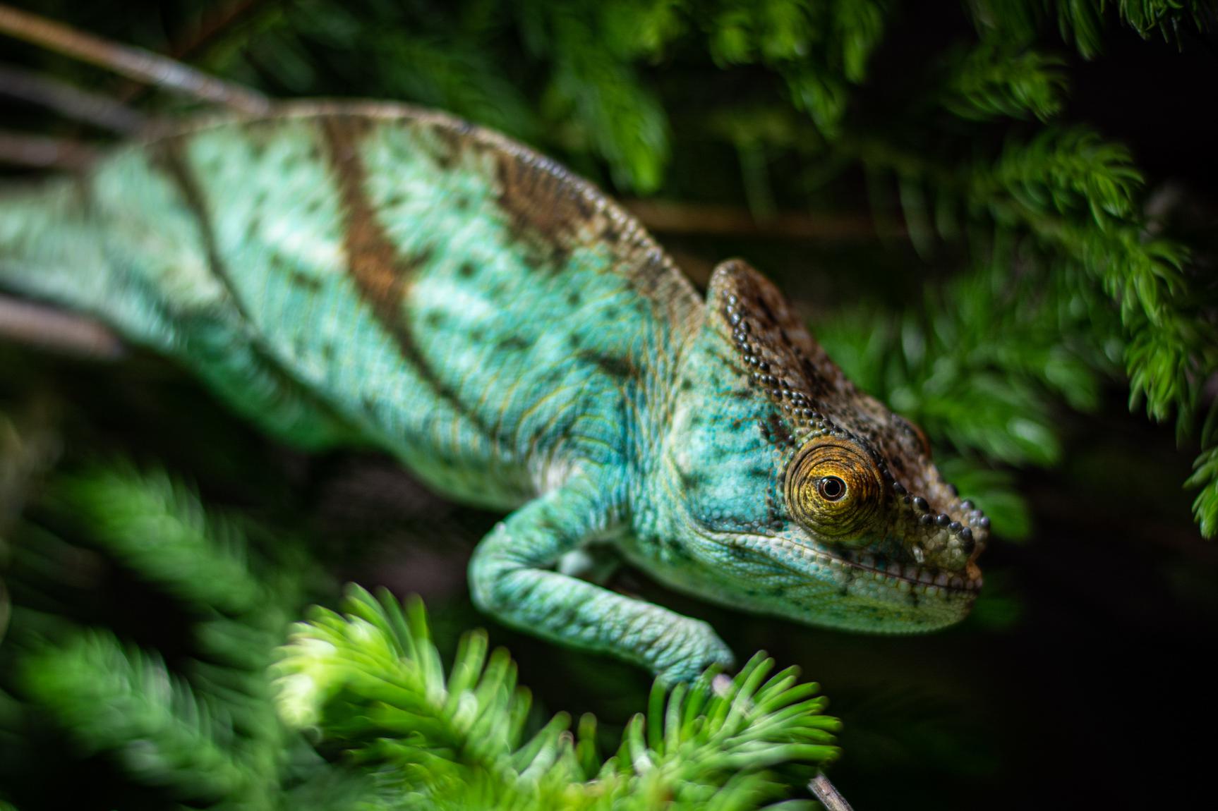 Zvířecí svět Geckonia