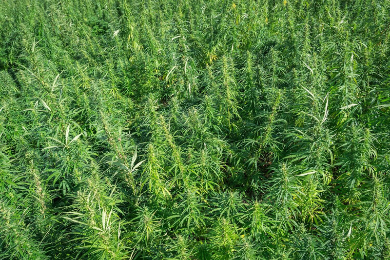 Konopný Táta foto 3